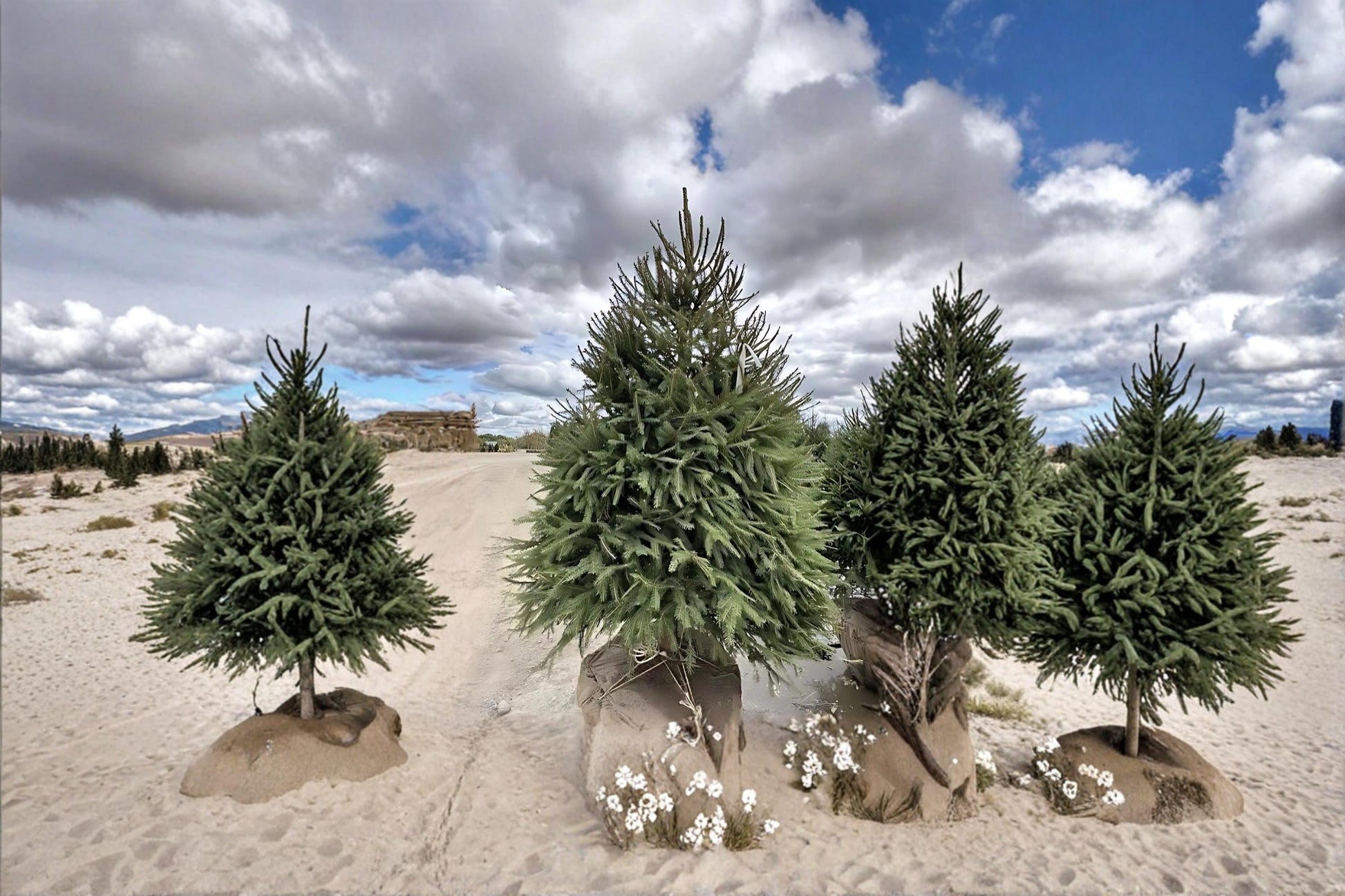 Norway Spruce Live Plants 2-3 ft Tall | Evergreen Conifer Tree Picea abies for Landscaping & Privacy Screening