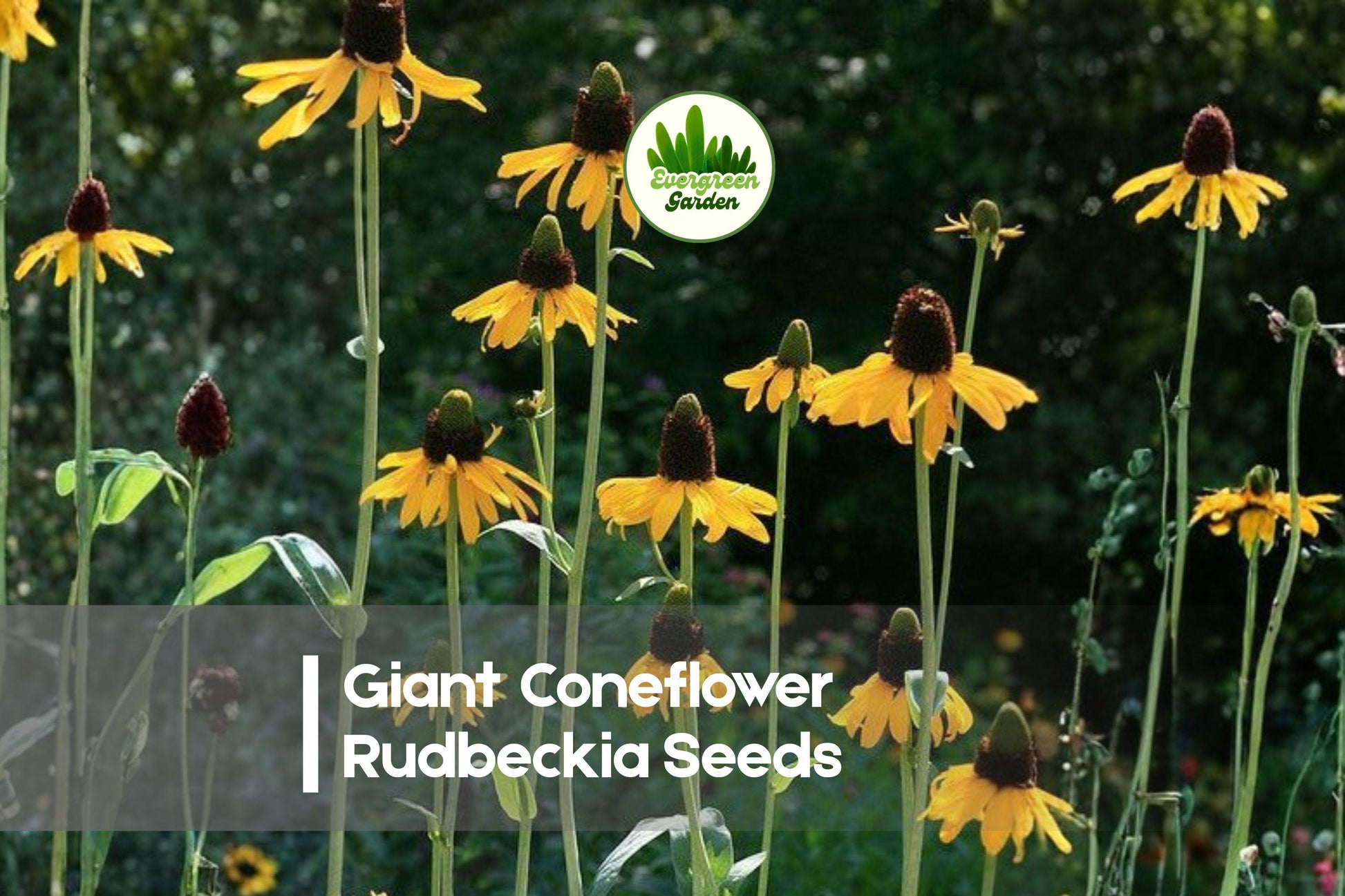 Giant Coneflower Rudbeckia Seeds – Tall Perennial Bright Yellow Flowers for Borders, Meadows & Wildlife Gardens