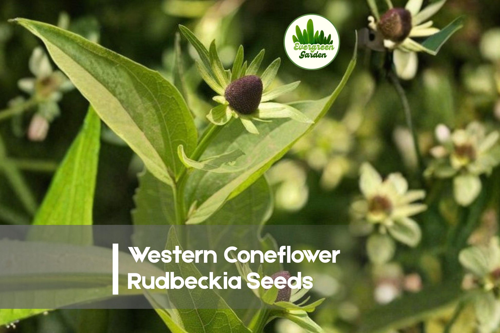 Western Coneflower Rudbeckia Seeds – 200+ Wildflower Native Perennial for Pollinator Gardens, Meadows & Borders, Rudbeckia occidentalis