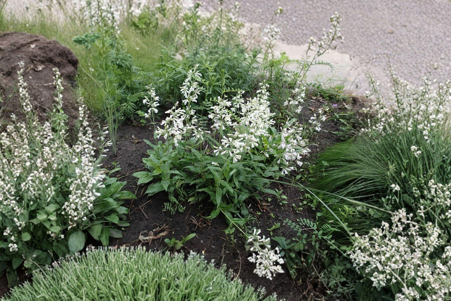 Penstemon pallidus Pale Beardtongue Seeds – Native Lavender Perennial for Prairie Gardens & Pollinator Habitats