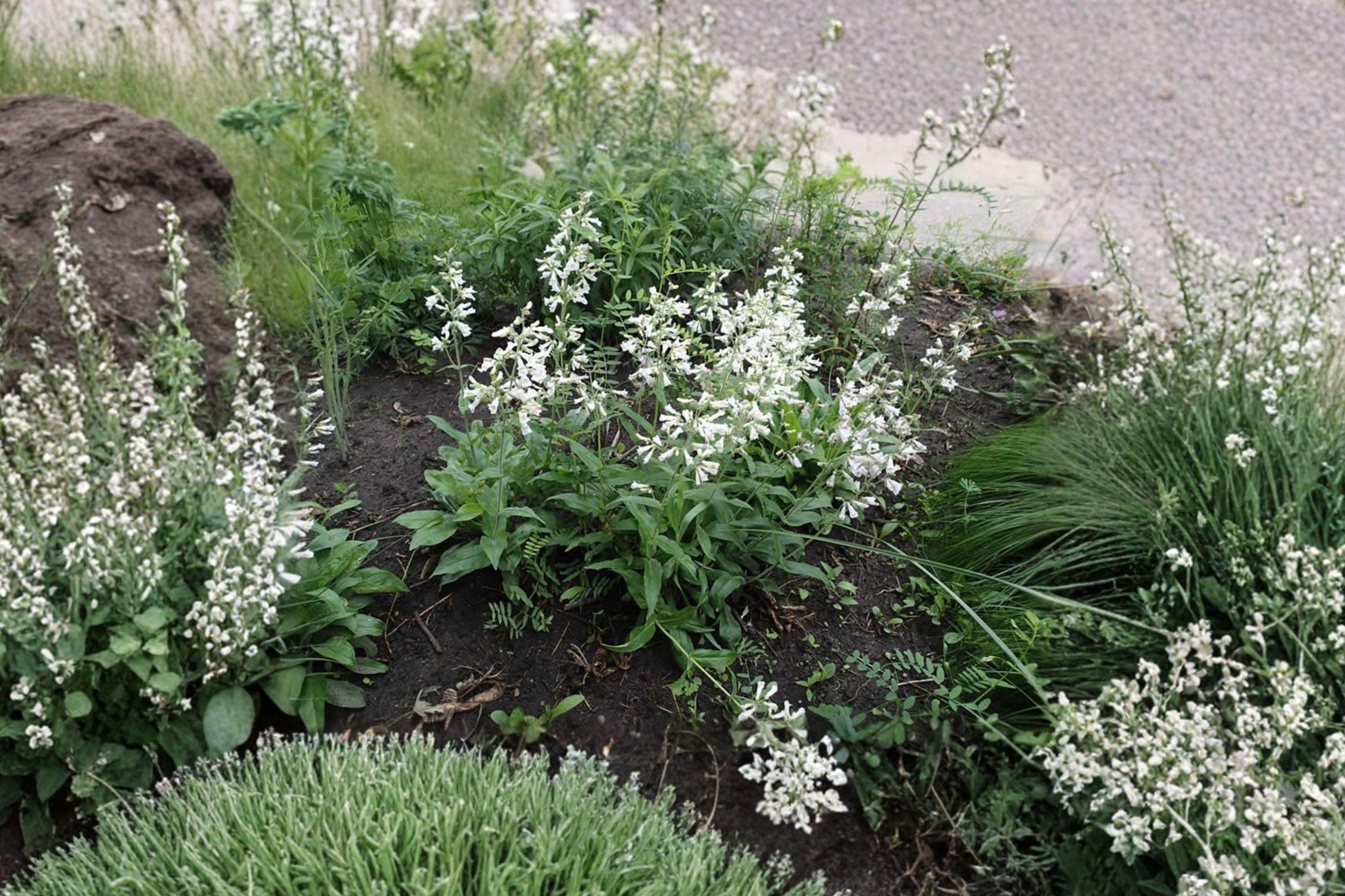 Penstemon pallidus Pale Beardtongue Seeds – Native Lavender Perennial for Prairie Gardens & Pollinator Habitats