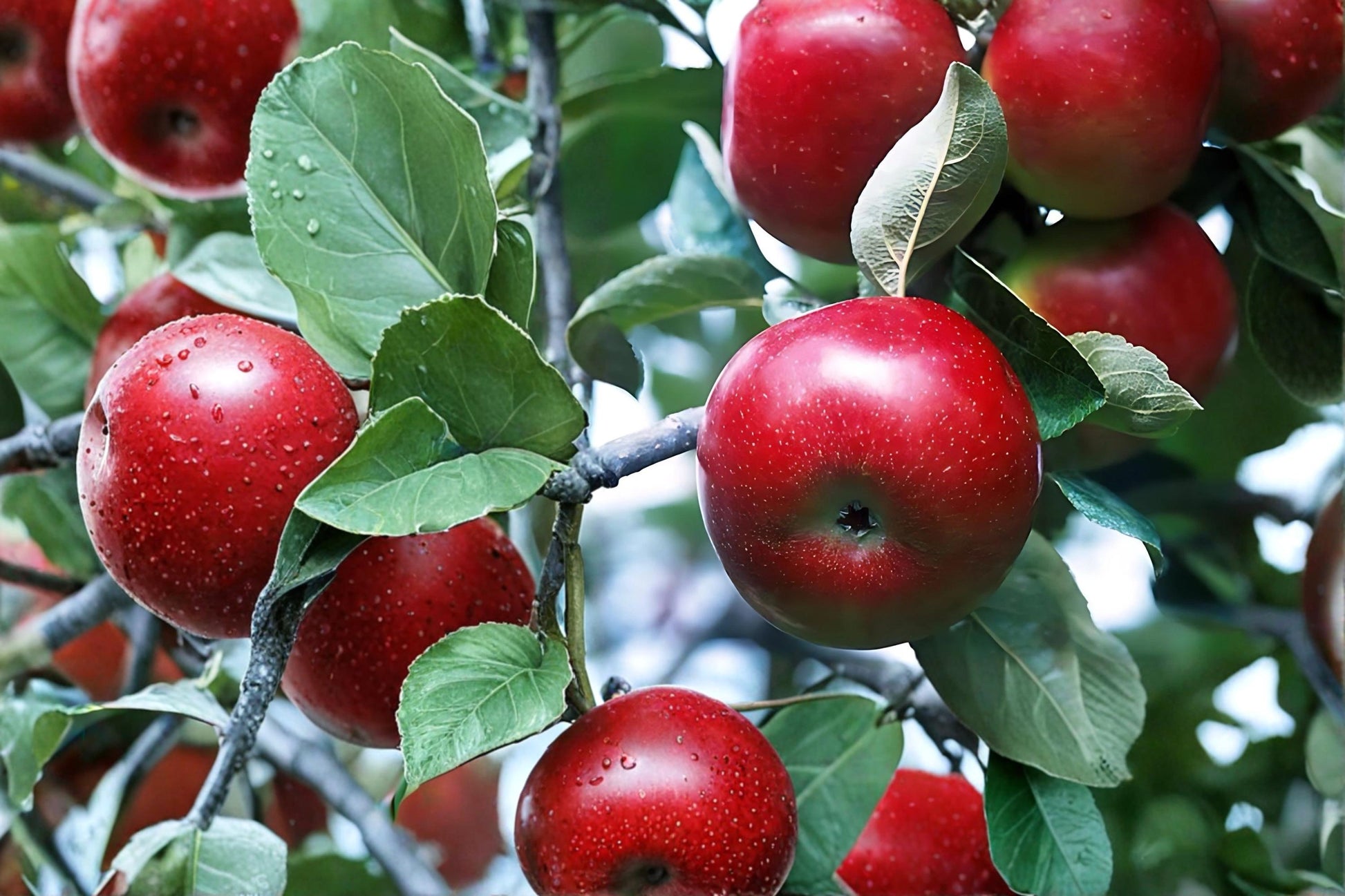 Red Delicious Apple Tree Live Plant - 2ft Bare Root Malus domestica Fruit Tree for Garden & Orchard