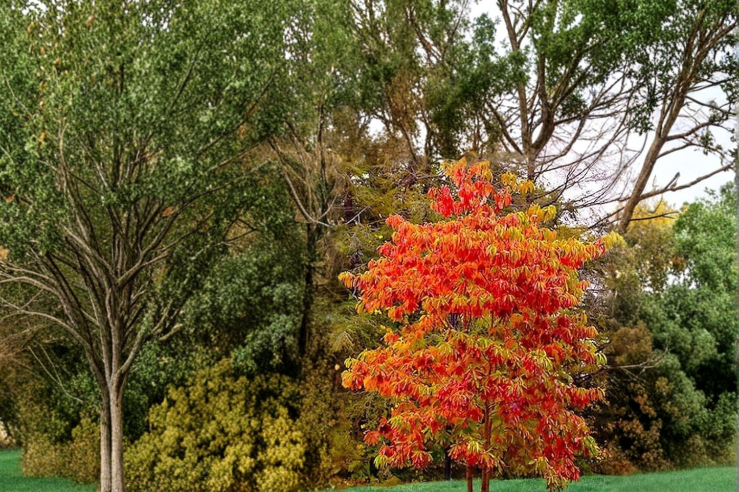 Sourwood Live Plants 1-2 ft Tall | Ornamental Tree with White Flowers & Fall Foliage | Oxydendrum arboreum