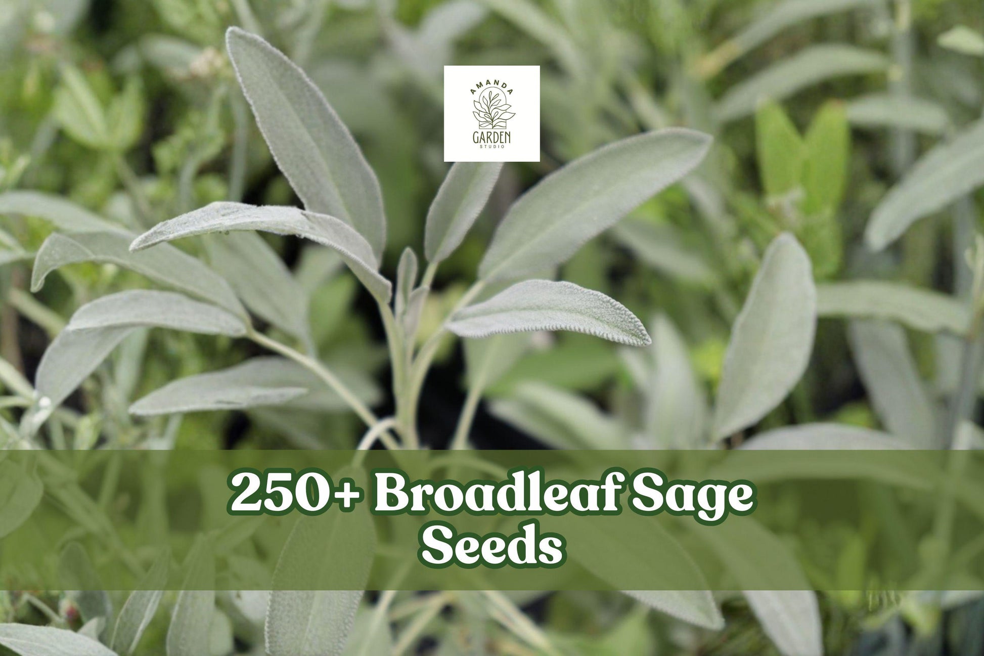 250+ Broadleaf Sage Seeds – Perennial Herb Salvia officinalis for Herb Garden, Containers, Outdoor Plant