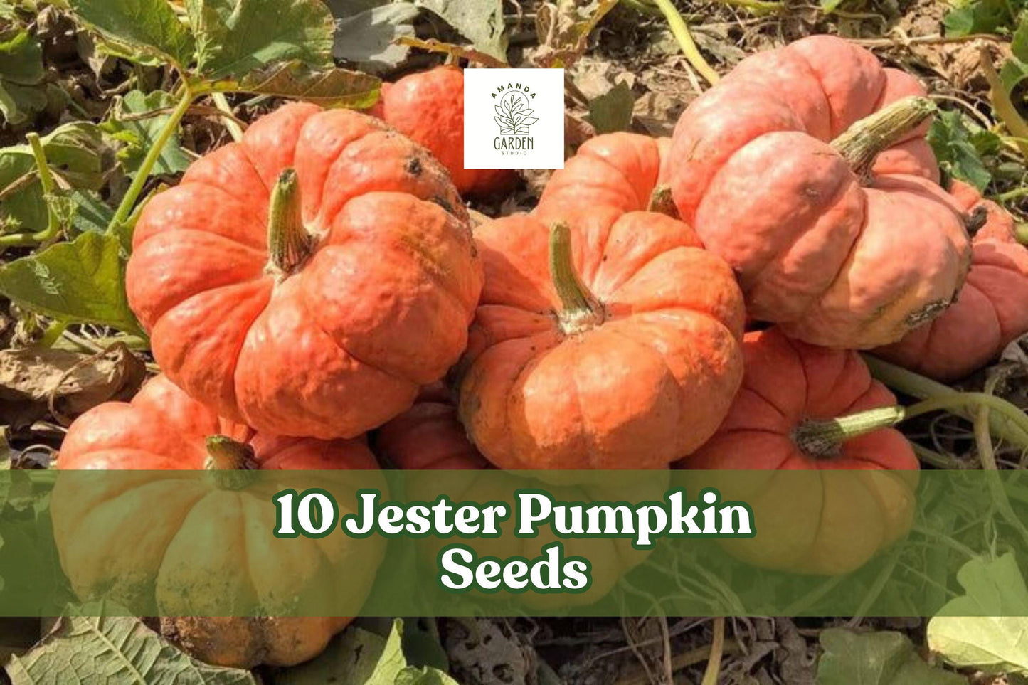 Jester Pumpkin Seeds – Salmon Red Bumpy Ornamental & Edible Cucurbita pepo, Compact Vine for Fall Garden Display