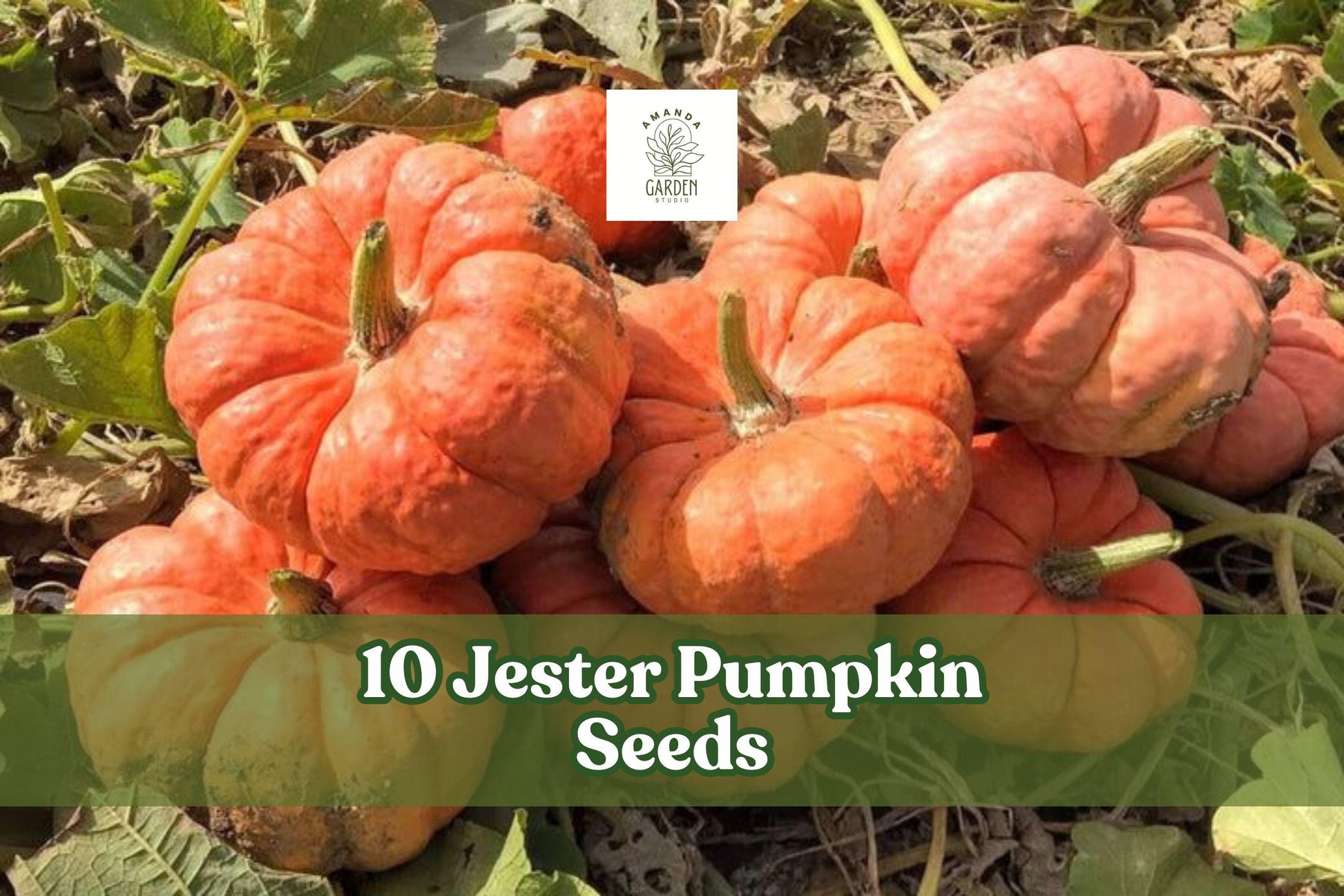 Jester Pumpkin Seeds – Salmon Red Bumpy Ornamental & Edible Cucurbita pepo, Compact Vine for Fall Garden Display