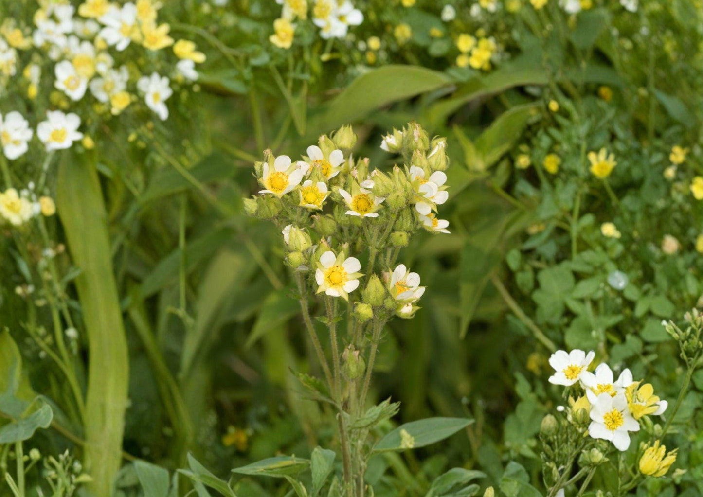 Prairie Cinquefoil Seeds – Native Perennial with Creamy White Flowers – Drymocallis arguta for Prairie Gardens & Meadow Landscaping