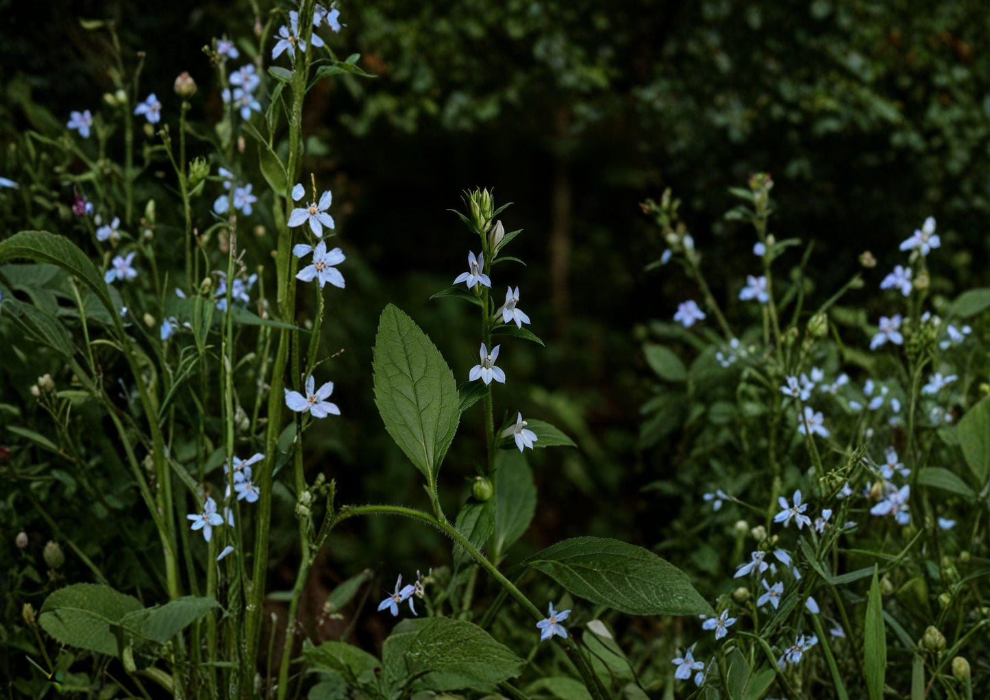 Lobelia Inflata Seeds – Native Wildflower for Pollinator Gardens – Indian Tobacco, Blue Tubular Flowers, Ecological Restoration