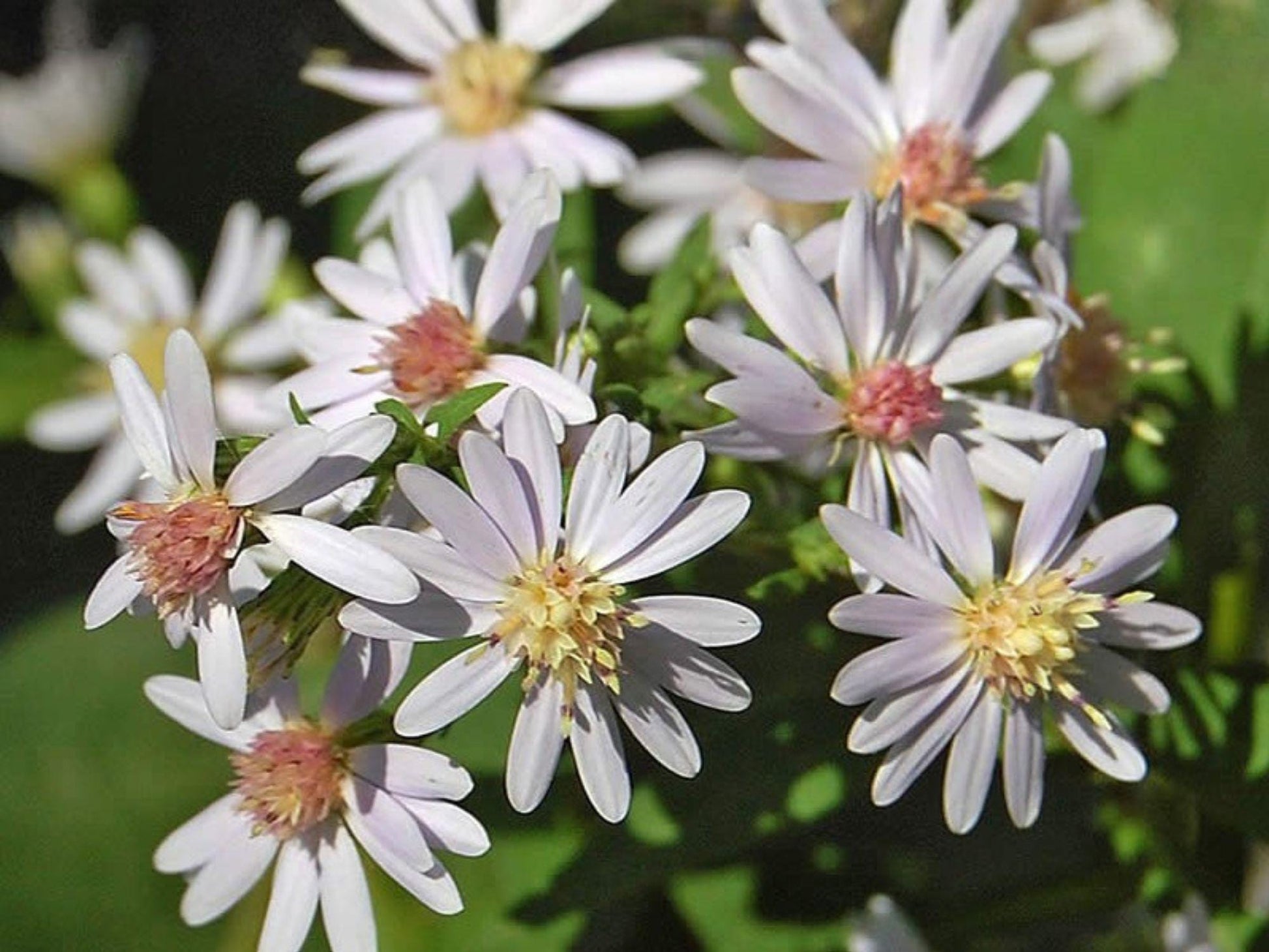 Drummond’s Aster Seeds - Heirloom Non-GMO Wildflower for Pollinator Gardens - Symphyotrichum drummondii, 100 Seeds