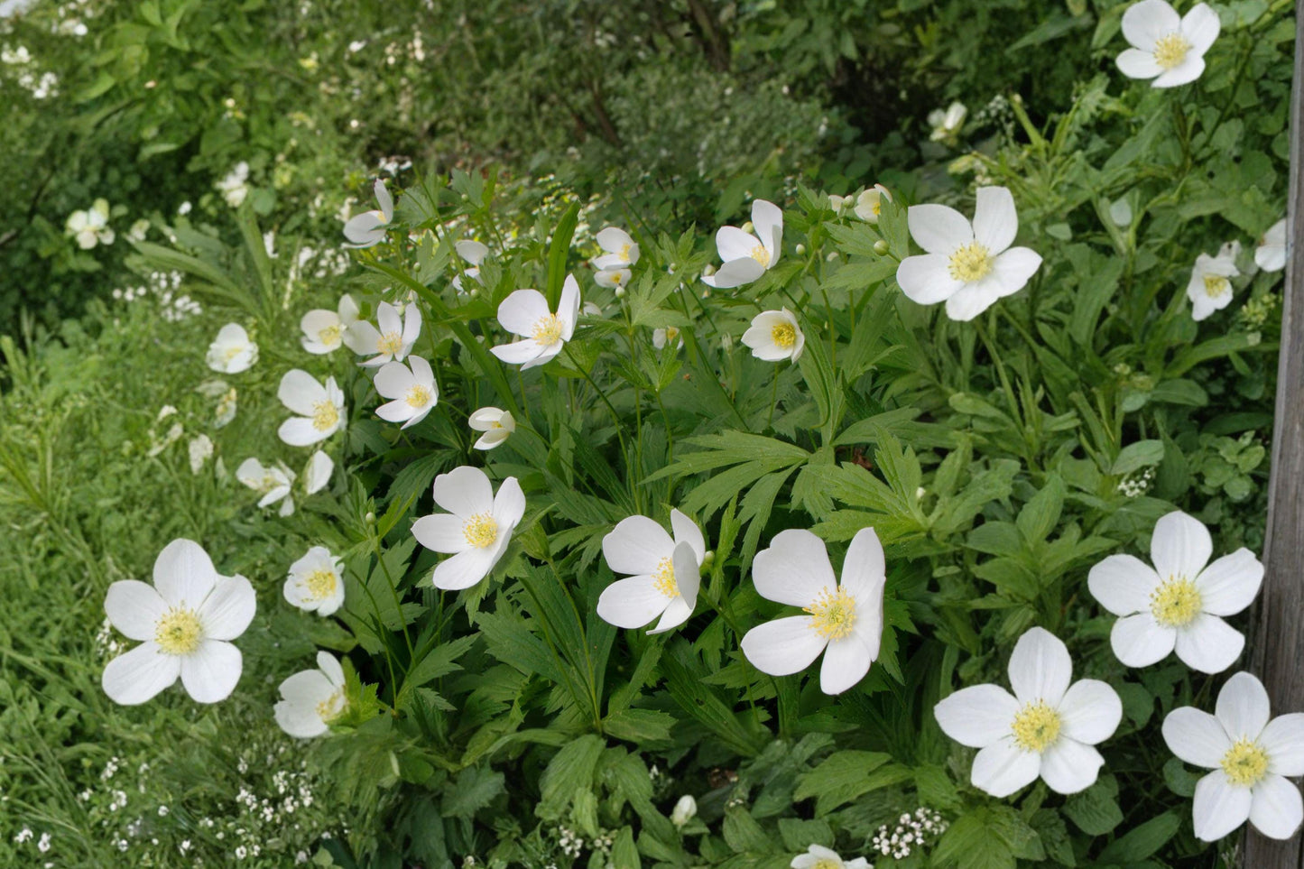 Canada Anemone Seeds – Native White Wildflower for Shade Gardens, Perennial Ground Cover, Anemone canadensis, 25 Seeds
