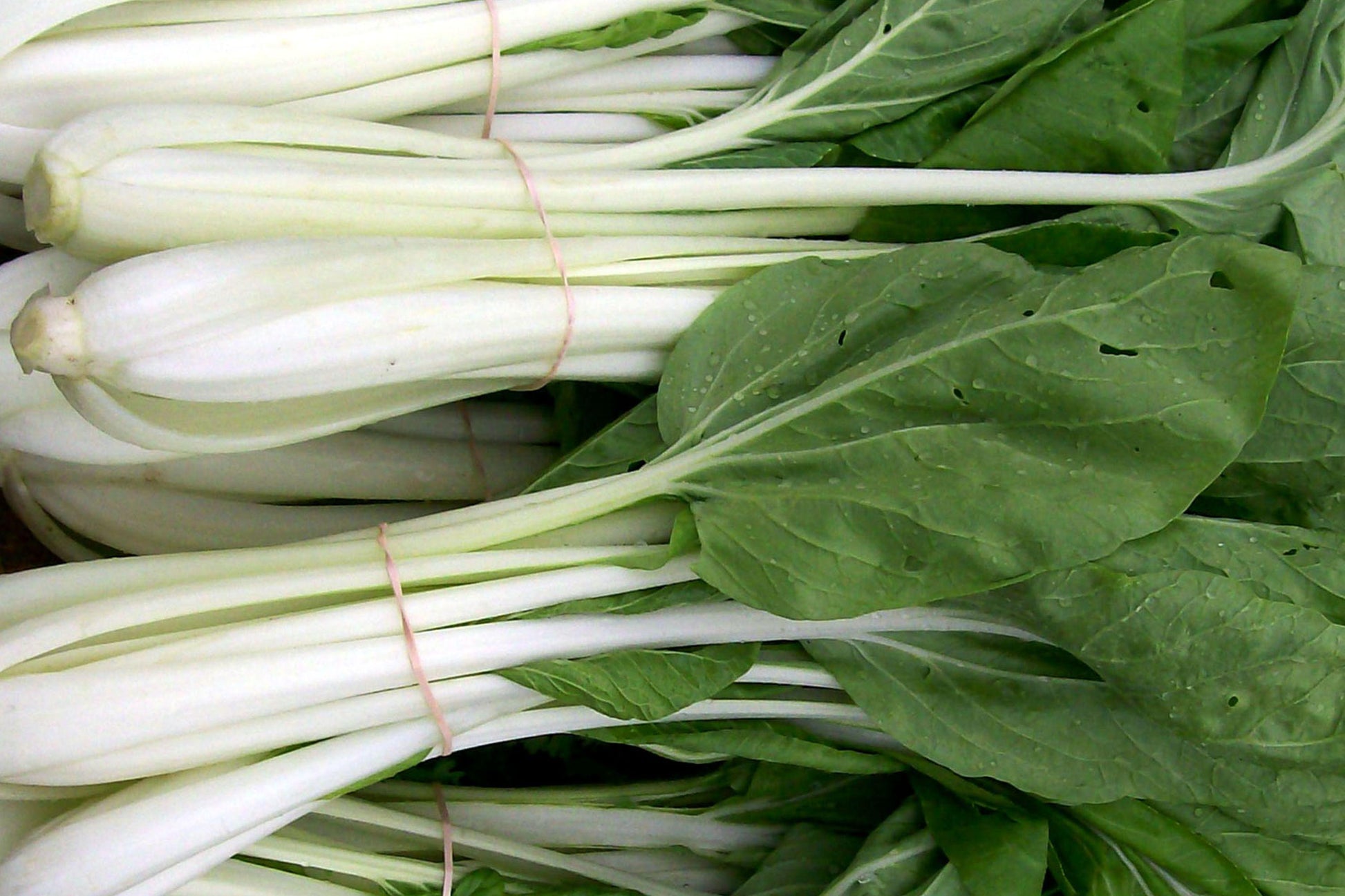 Dwarf White Stem Pak Choi Seeds – Organic Non-GMO Heirloom Vegetable for Container, Garden, and Raised Bed Growing