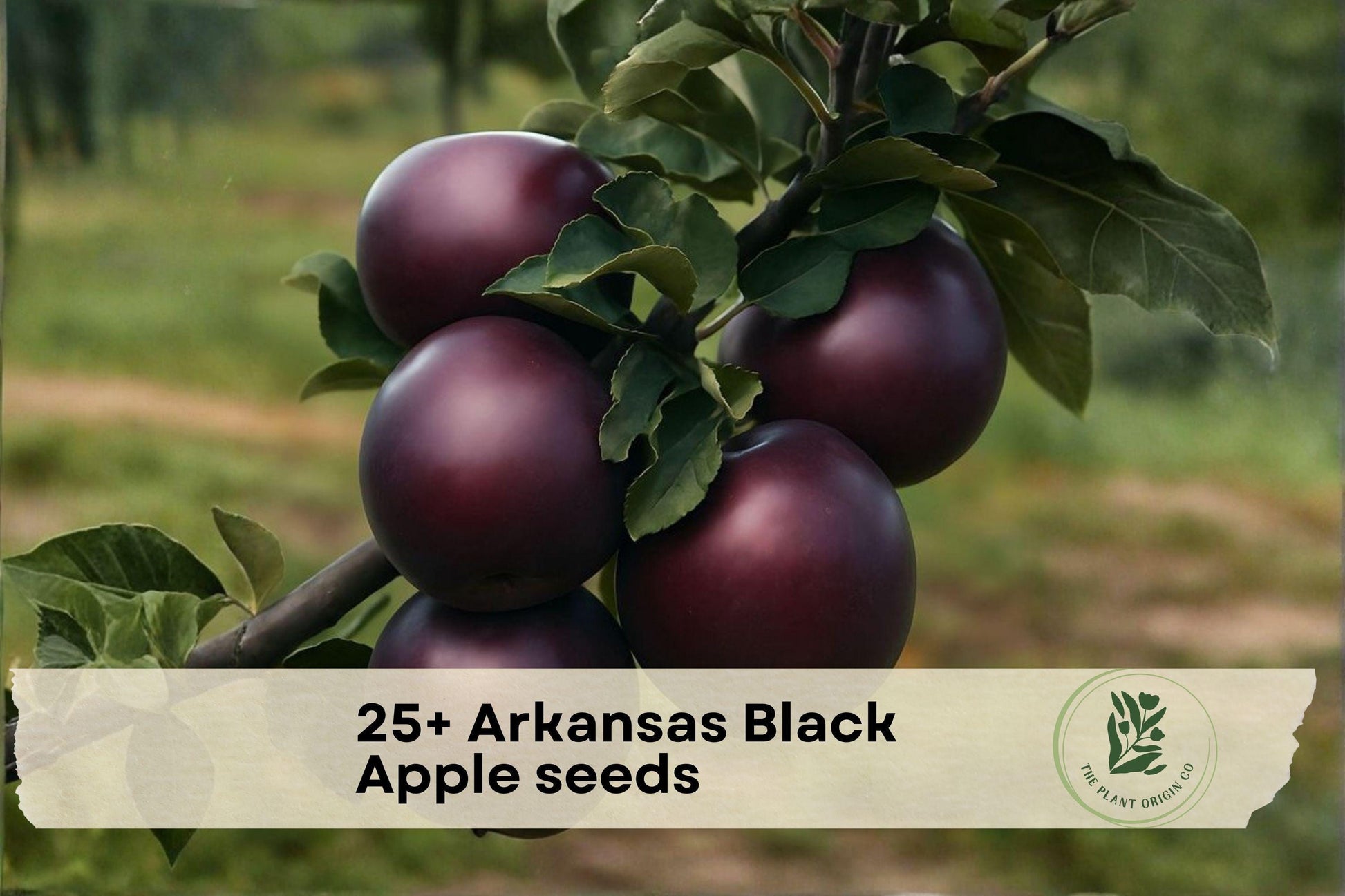 Arkansas Black Apple Seeds – Heirloom Malus domestica for Backyard Orchard, Edible Landscape, and Fruit Growing