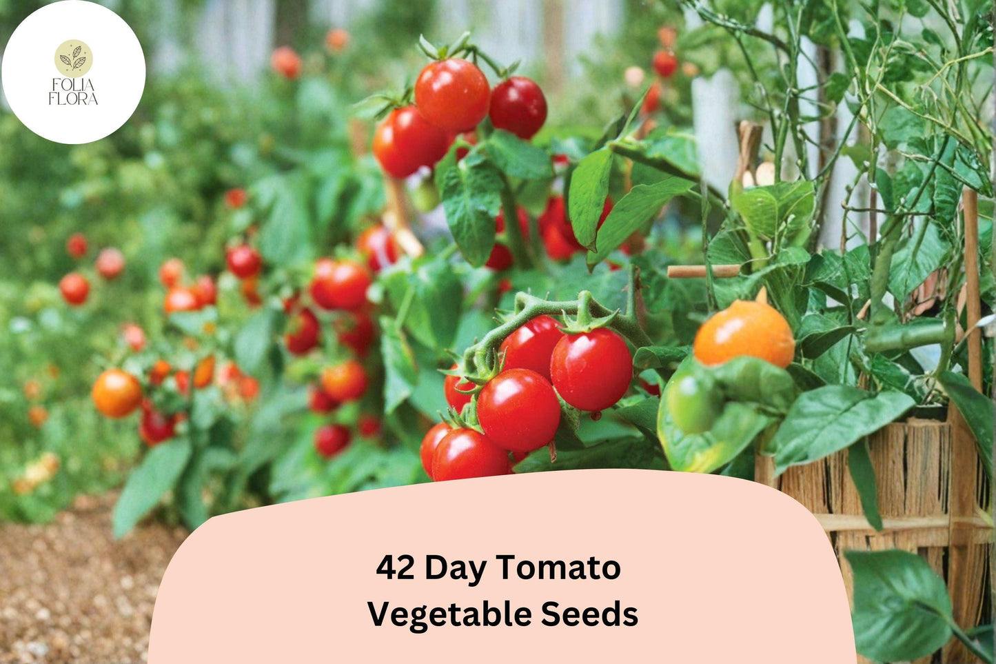 42-Day Tomato Seeds 100+ | Heirloom Early Ripening Solanum lycopersicum Red Garden Vegetable