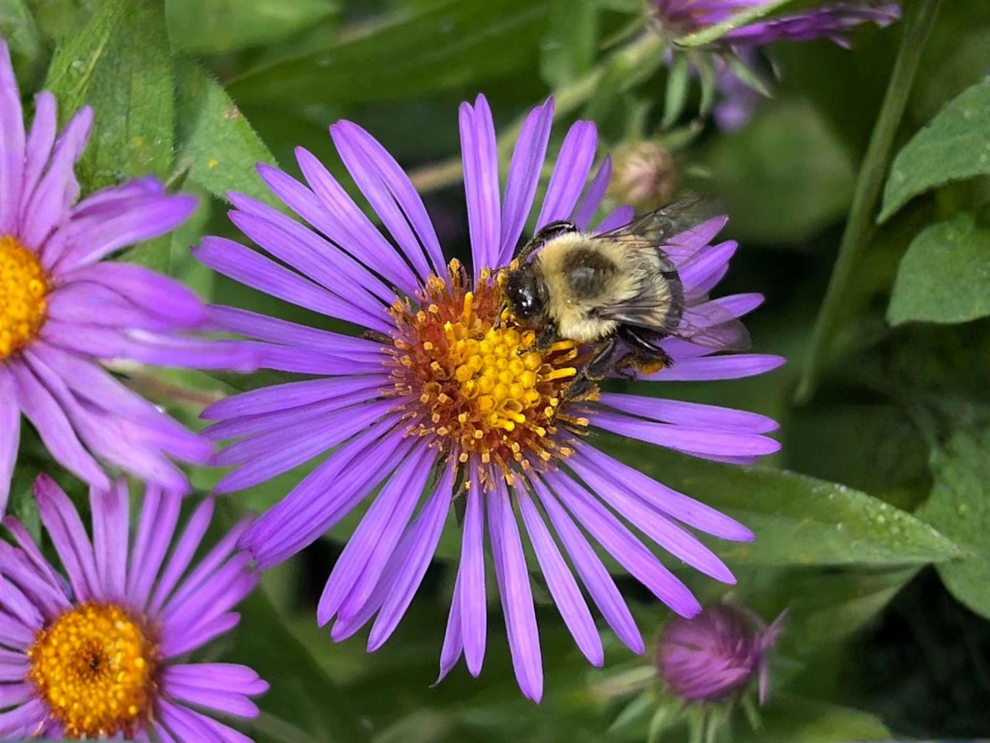 Symphyotrichum novae-angliae Seeds | New England Aster Perennial Wildflower Pollinator Garden Seeds