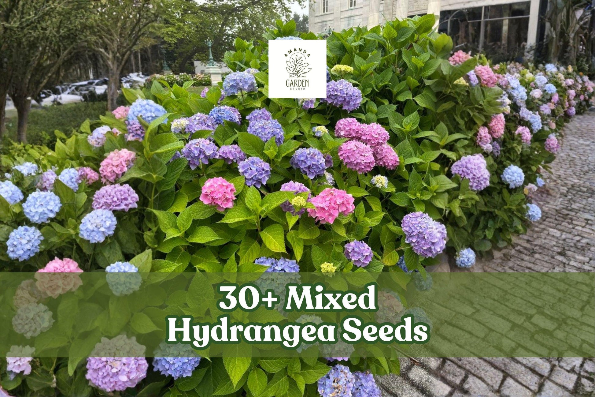 Mixed Hydrangea Seeds – Colorful Flowering Shrubs for Garden Borders & Landscape – Hydrangea spp.