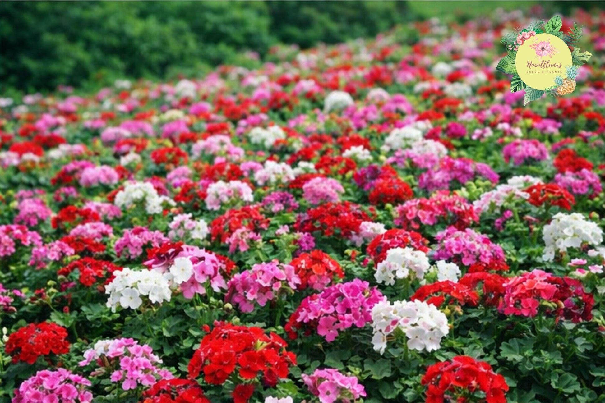 Geranium Seeds - Fireberry Fantasy Pelargonium - Fragrant Non-GMO Flower Seeds - Full Sun, Bushy, 100+ Pack