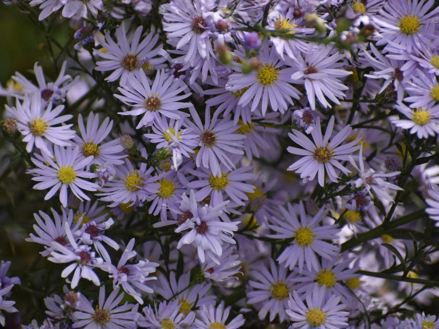 Symphyotrichum Oolentangiense Seeds Sky Blue Aster Perennial Wildflower Pollinator Garden Plant
