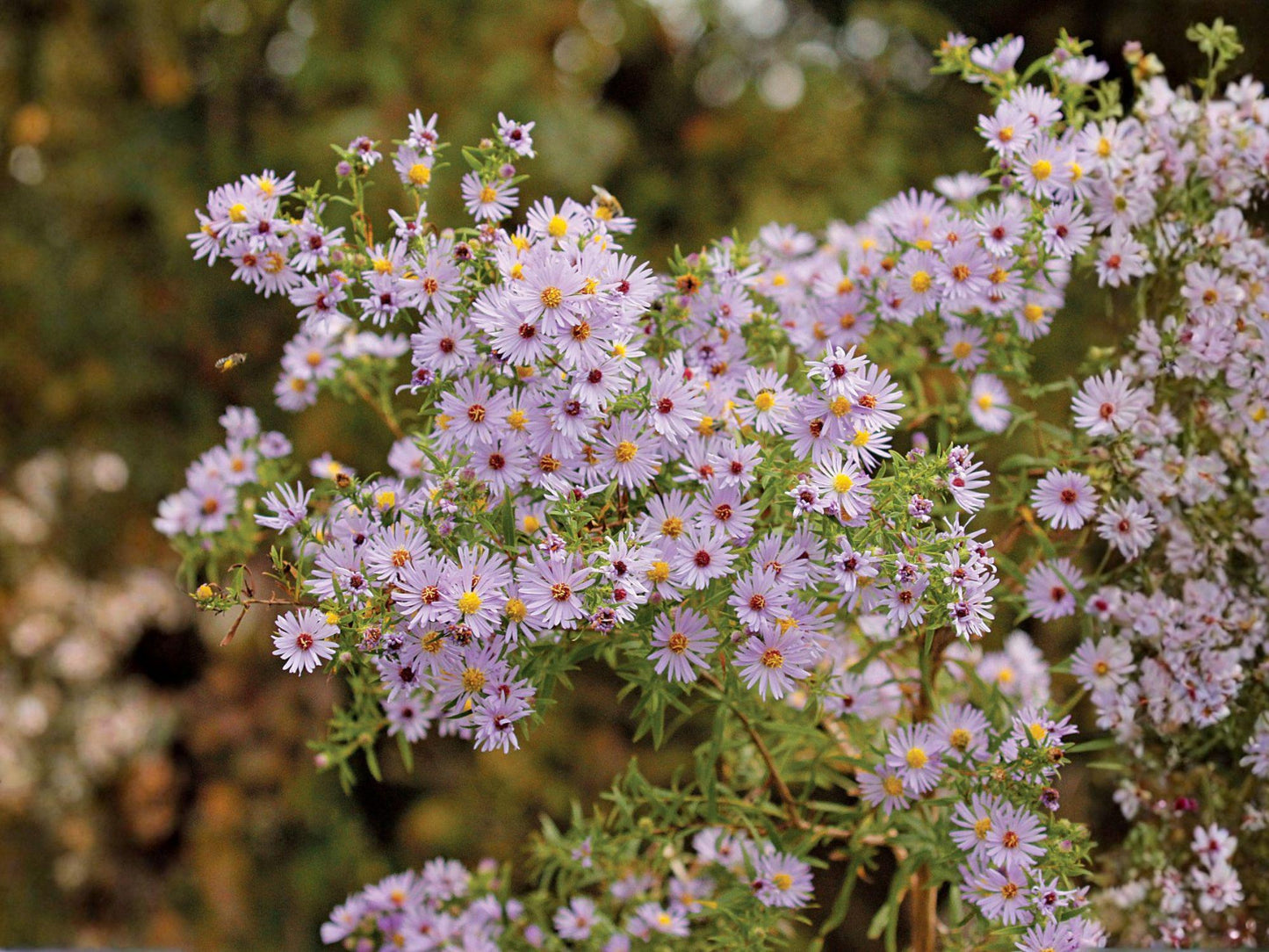 Symphyotrichum Praealtum Seeds | Tall Willow Aster Heirloom Non-GMO Wildflower Pollinator Garden Perennial Seeds