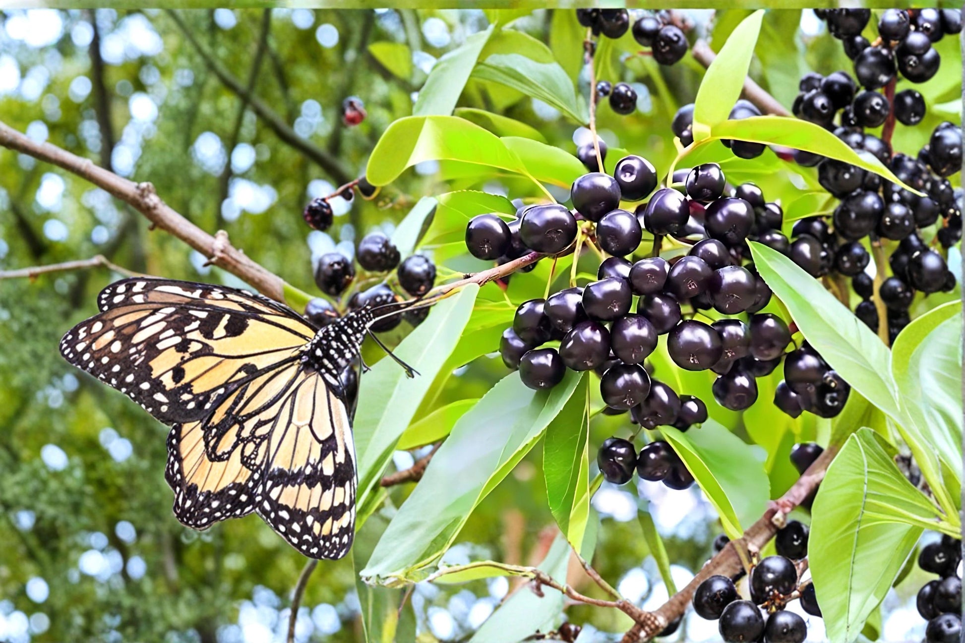 Black Cherry Live Plants - 2ft Prunus serotina Wild Cherry Tree for Landscaping & Wildlife Gardens
