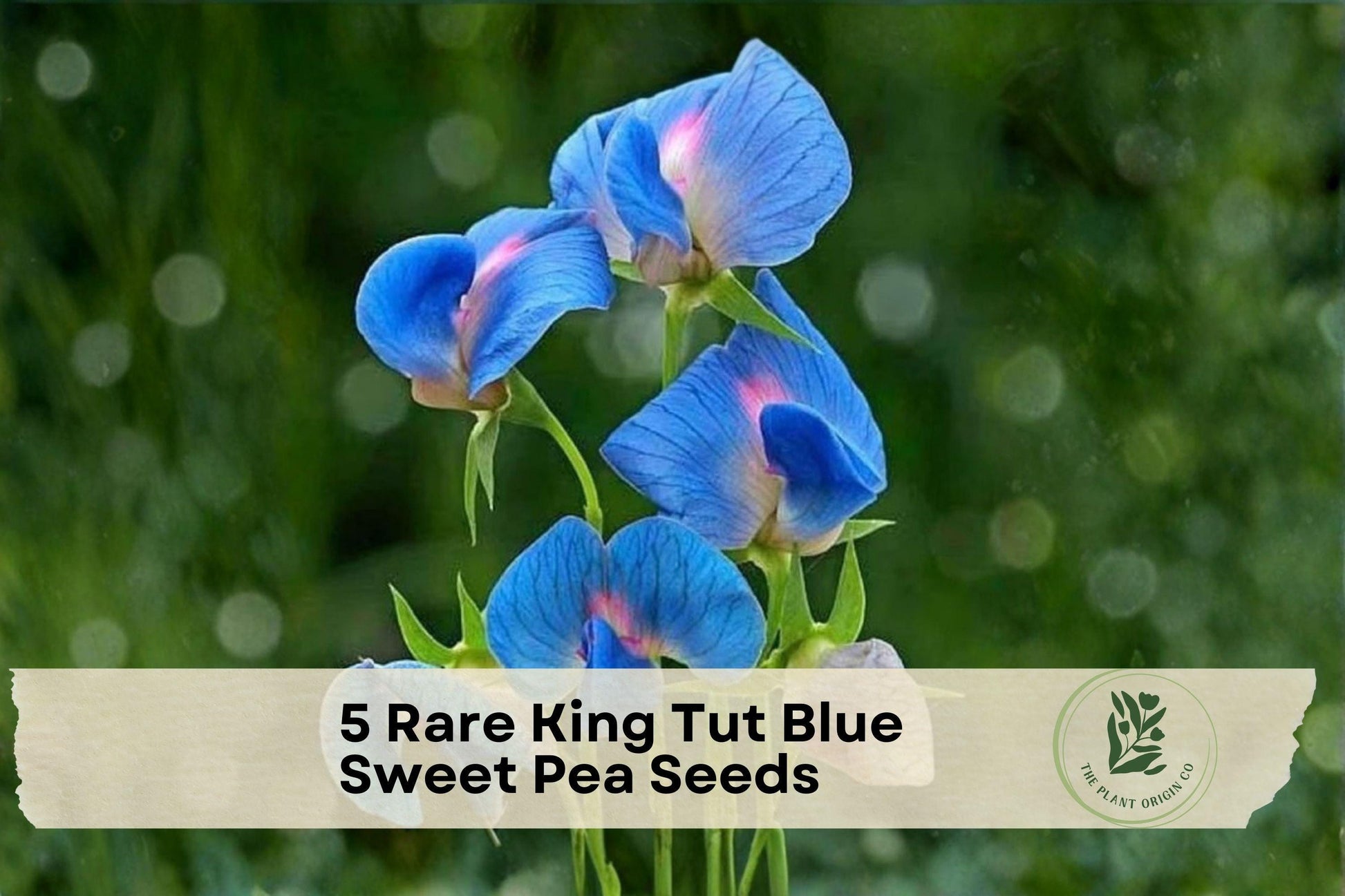 Rare King Tut Blue Sweet Pea Seeds - Climbing Lathyrus sativus azureus with Azure Blue & Pink Blooms