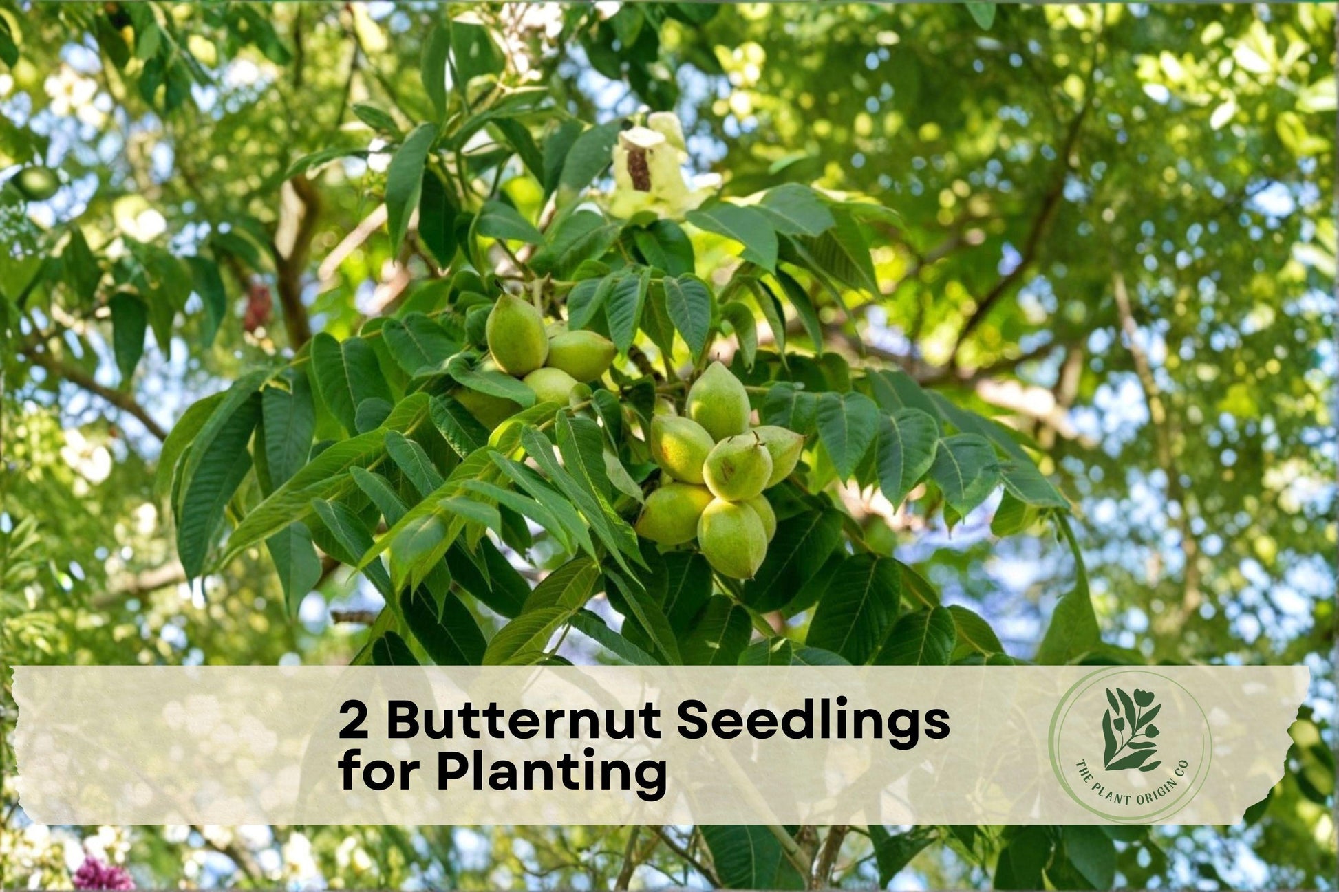 Butternut Seedlings, Juglans cinerea, Native White Walnut, Deciduous Nut Tree for Orchard and Landscape Planting