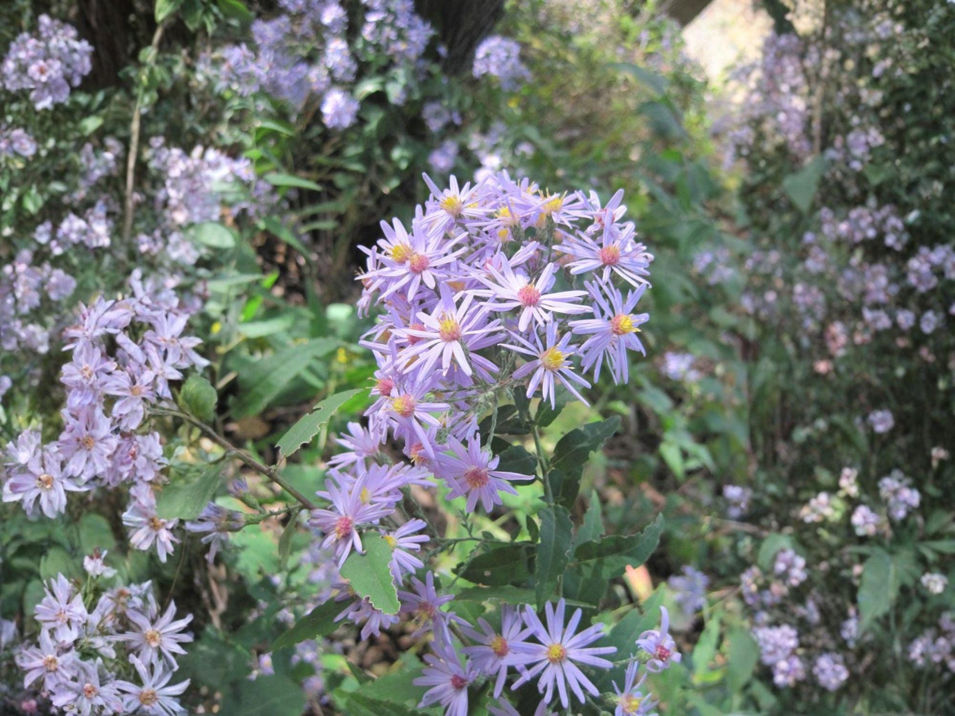 Short’s Aster Seeds - Symphyotrichum shortii Heirloom Non-GMO Pollinator Flower Seeds for Shade Gardens