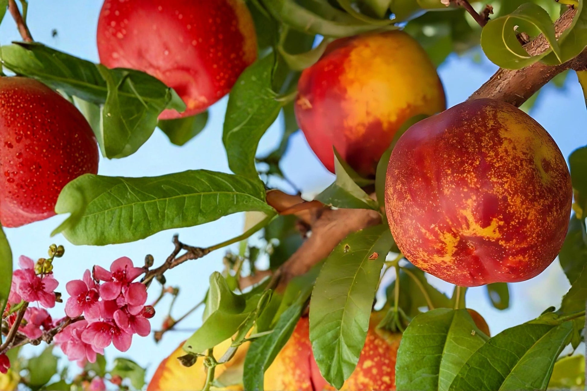 Mericrest Nectarine Tree Bare Root Live Plant – Prunus persica var. nucipersica, 2ft Tall Fruit Tree for Backyard Garden