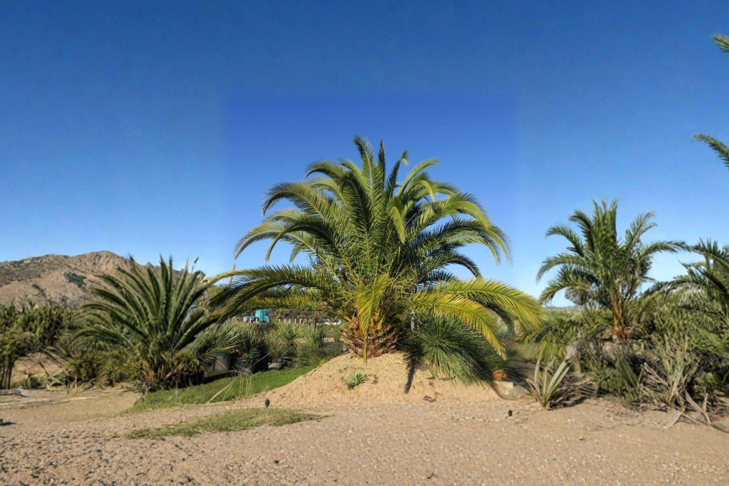 Phoenix Canariensis Seeds – 10 Tropical Canary Date Palm Tree Seeds for Exotic Landscape, Patio, Indoor Display