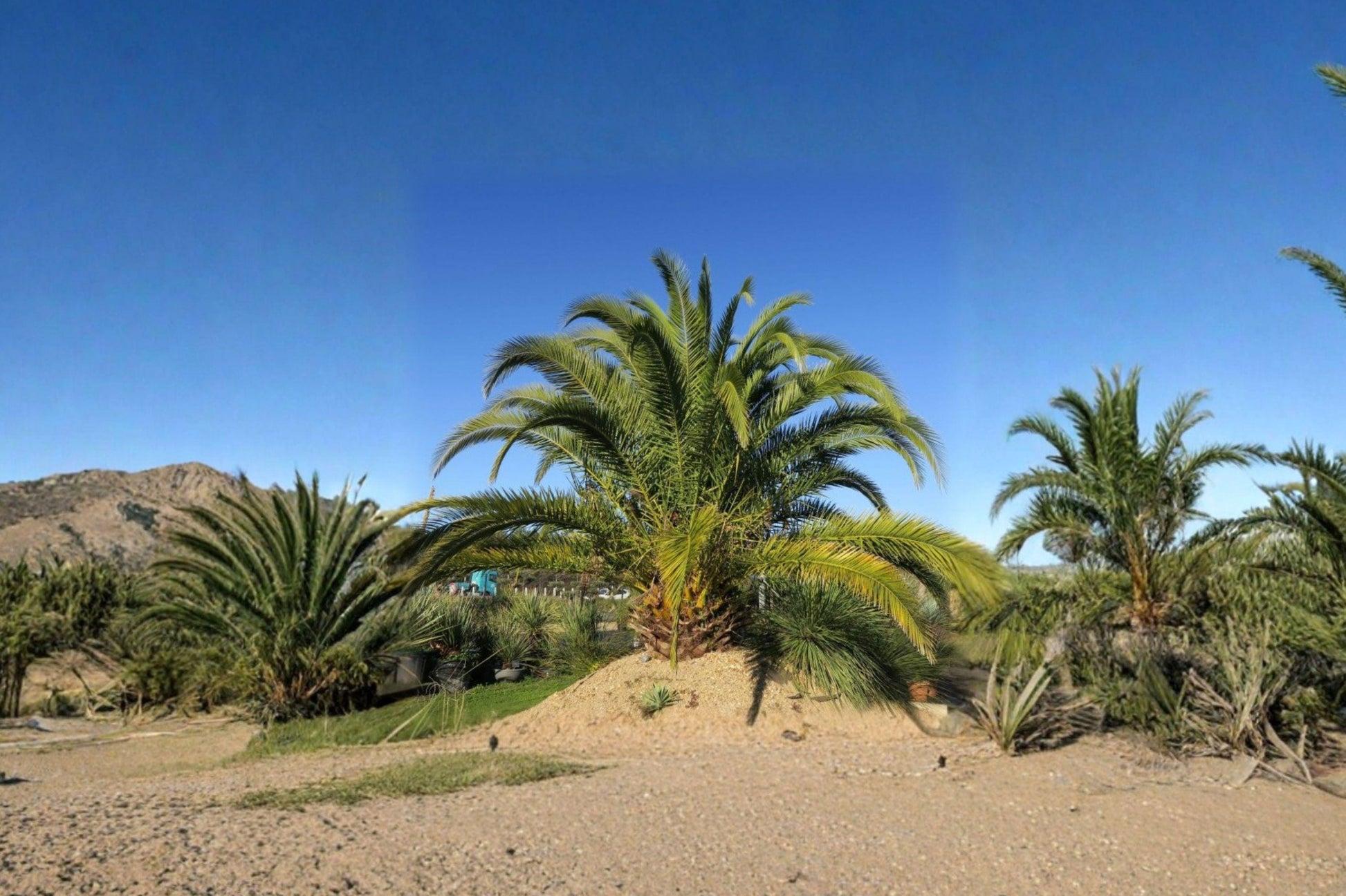 Phoenix Canariensis Seeds – 10 Tropical Canary Date Palm Tree Seeds for Exotic Landscape, Patio, Indoor Display