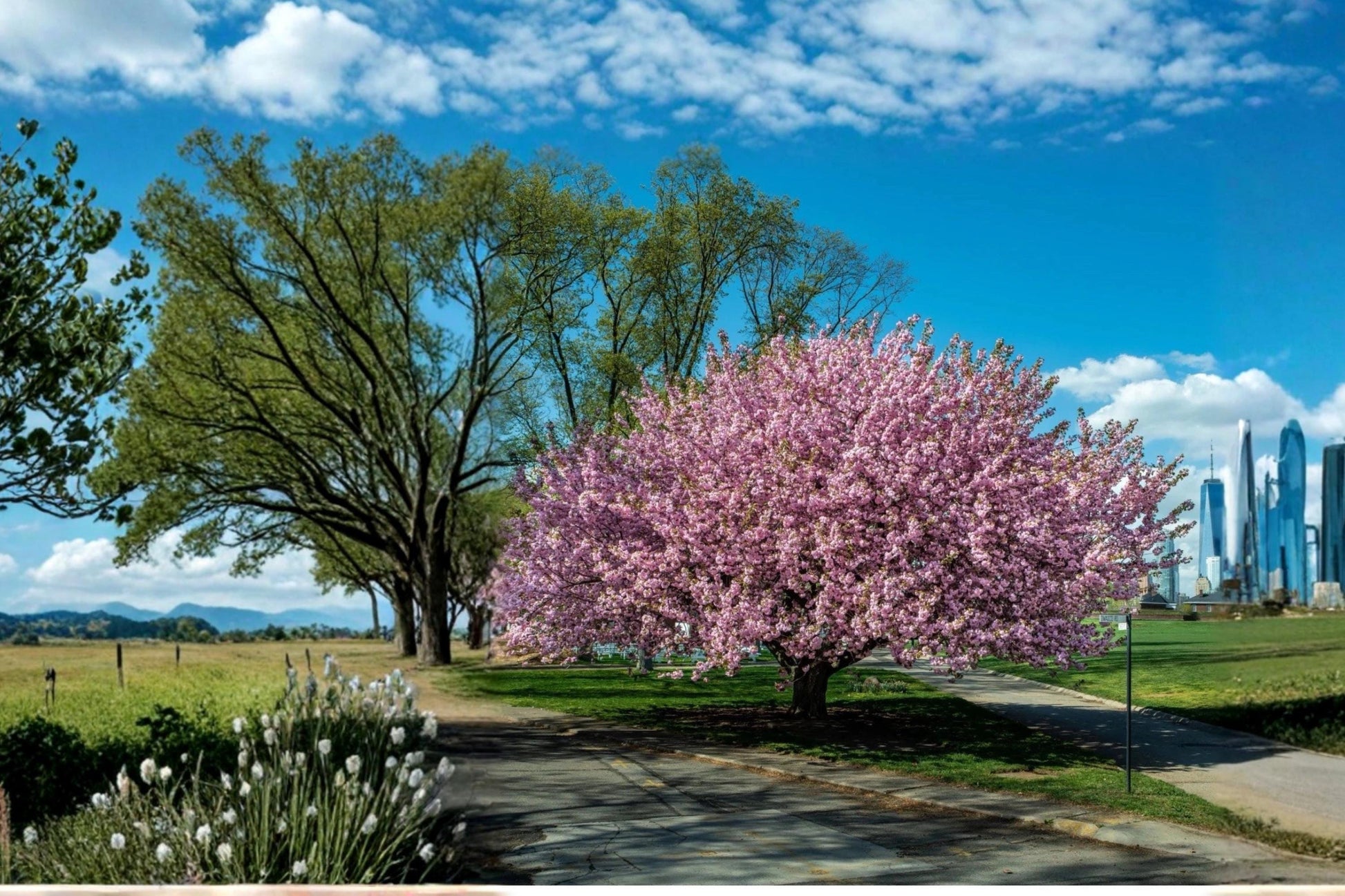 Kwanzan Cherry Tree Live Plant 2ft Pink Flowers Ornamental Prunus serrulata 'Kanzan'