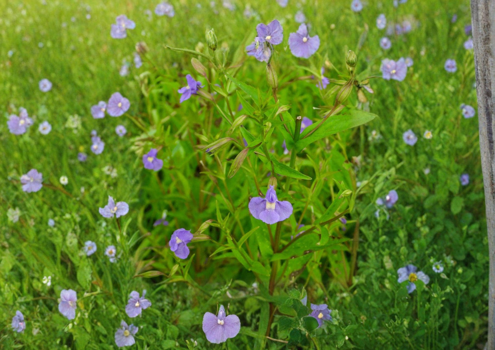 Mimulus Ringens Monkey Flower Seeds – Native Blue Wetland Wildflower for Gardens, Stream Banks & Restoration