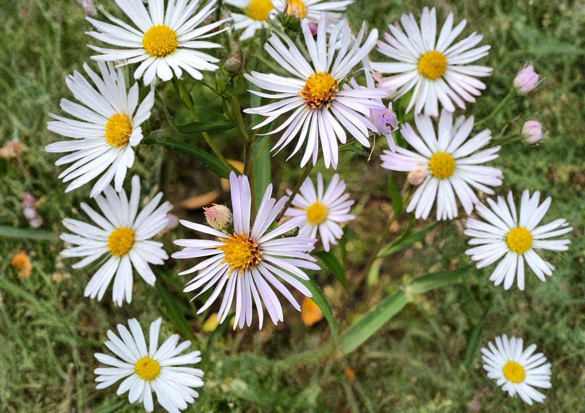 Panicled Aster Seeds – White Fall Blooms Native Perennial for Pollinator Gardens – Symphyotrichum lanceolatum