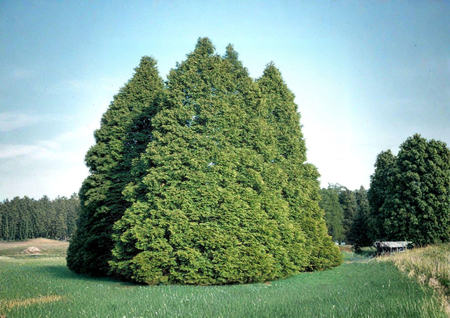 Eastern Arborvitae Seeds – Thuja occidentalis for Hedges, Windbreaks, Evergreen Landscaping (50 Seeds)