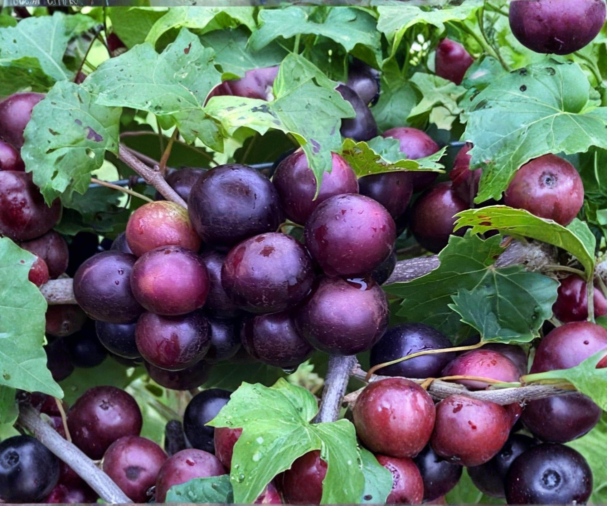 Muscadine Grape Cuttings Vitis rotundifolia - 10 Unrooted Clippings for Vine, Fruit & Landscape