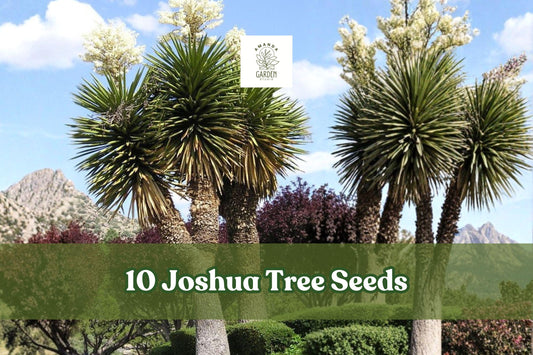 10 Joshua Tree Seeds – Yucca brevifolia Desert Plant, Succulent, Evergreen, Full Sun, Xeriscape, Container Growing
