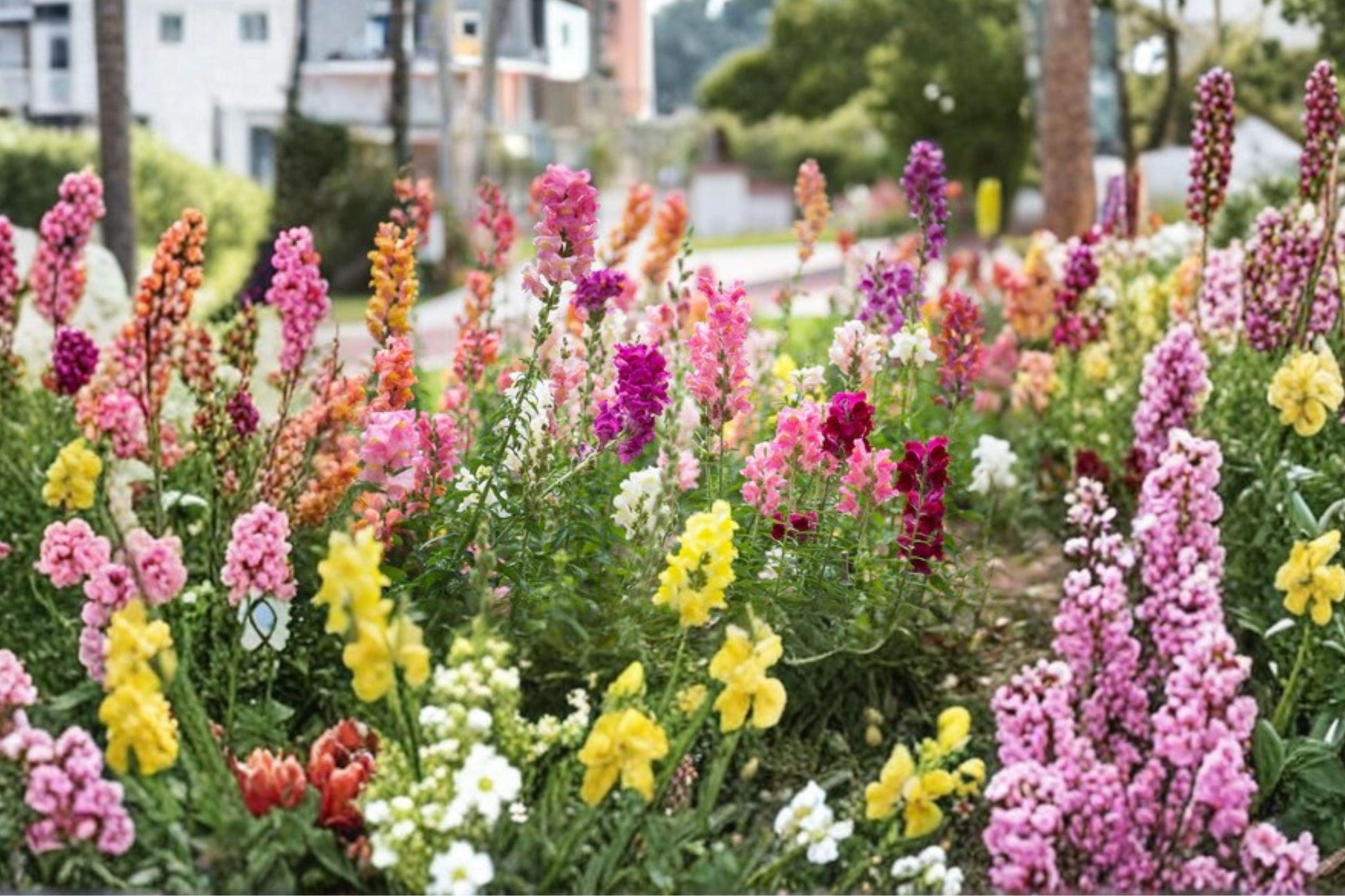 Tall Snapdragon Seeds, Colorful Mix, Heirloom Garden Flowers, Antirrhinum majus