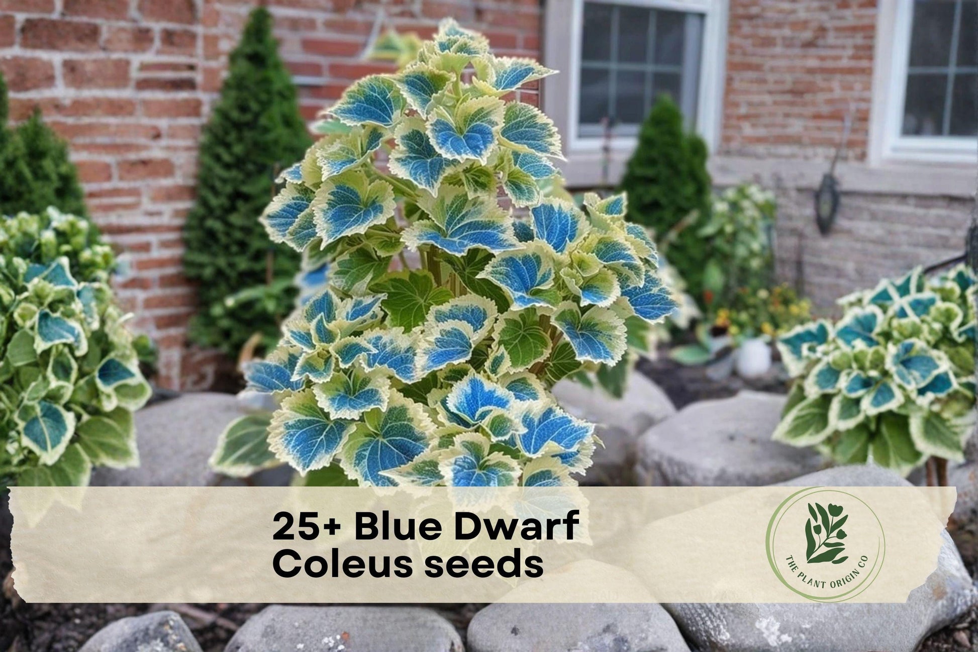 25+ Blue Dwarf Coleus Seeds | Compact Ornamental Foliage Plant | Shade Garden, Container, Indoor Decor | Coleus scutellarioides