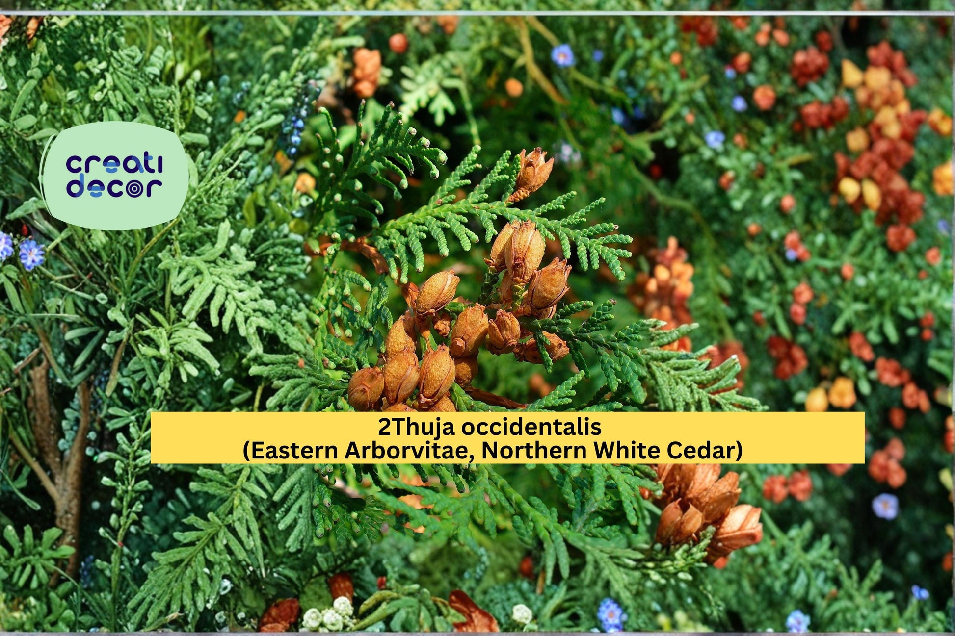 Thuja occidentalis Seeds – Eastern Arborvitae, Northern White Cedar, Evergreen Hedge Tree Seeds, 50 Count