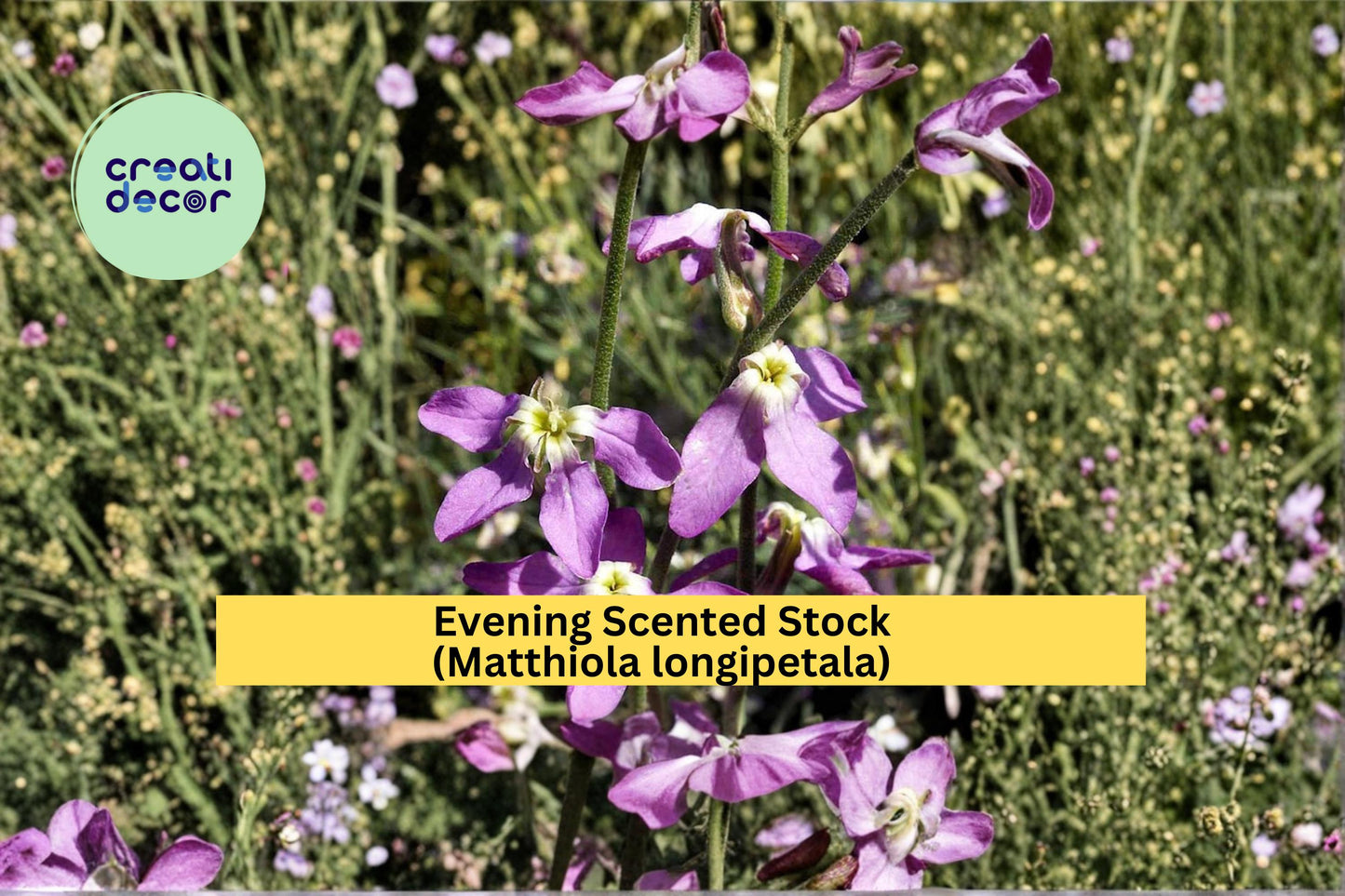 Evening Scented Stock Seeds, Fragrant Night Blooming Garden Flower, Matthiola longipetala, 100 Count