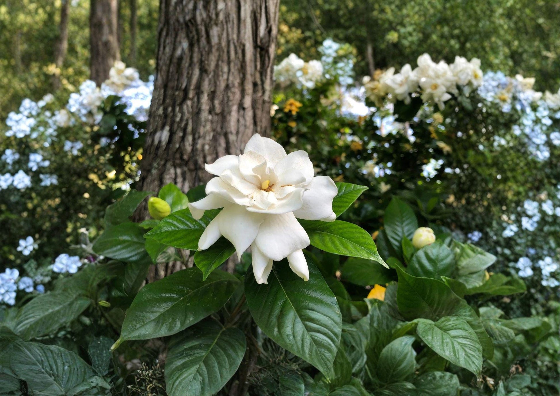 Gardenia Jasminoides Seeds – Fragrant Creamy White Flowers, Evergreen Shrub, 20 Seeds