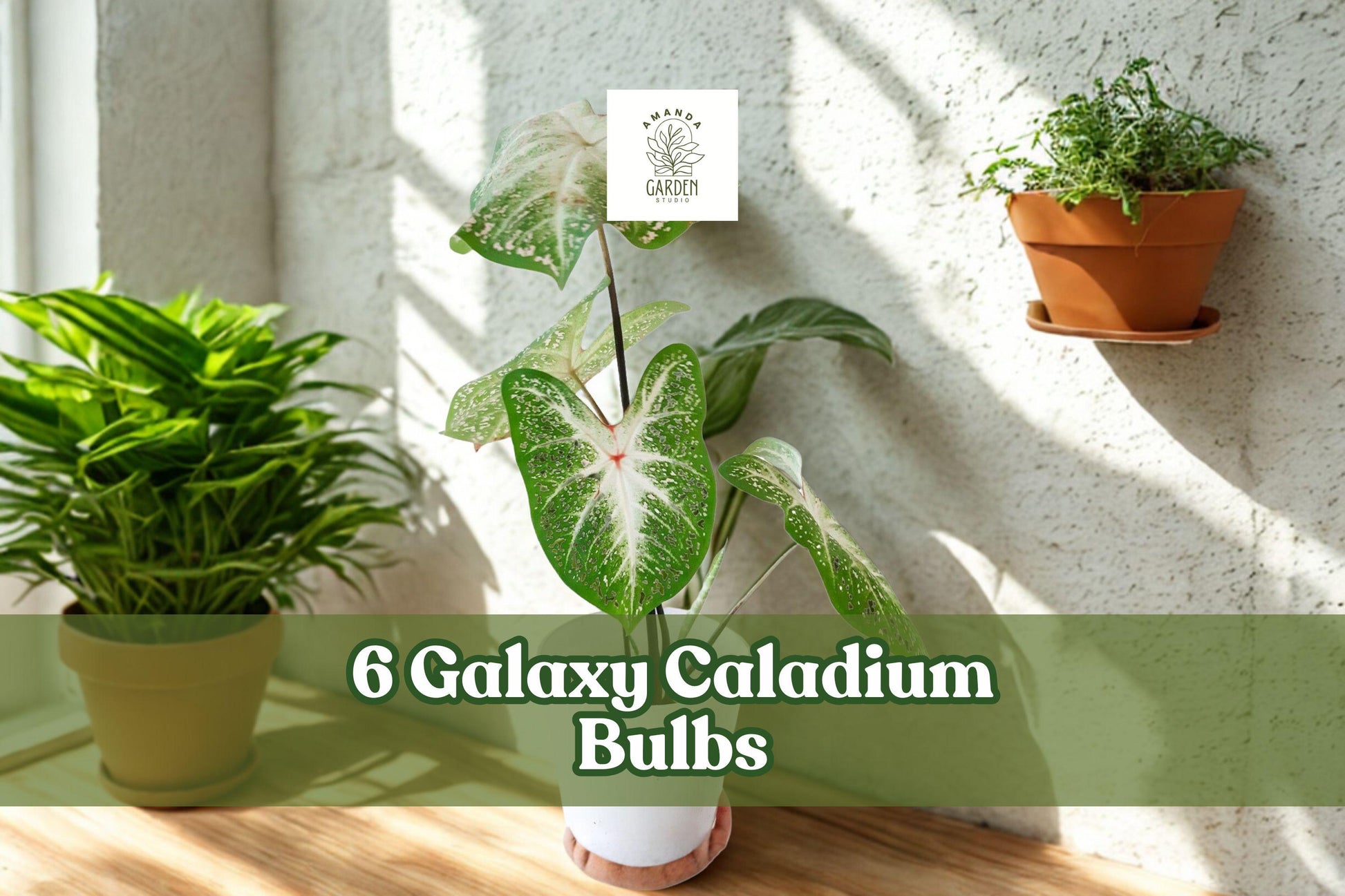 Galaxy Caladium Bulbs – Colorful Foliage, Tropical Heart-Shaped Leaves, 6 Bulbs, Caladium spp.
