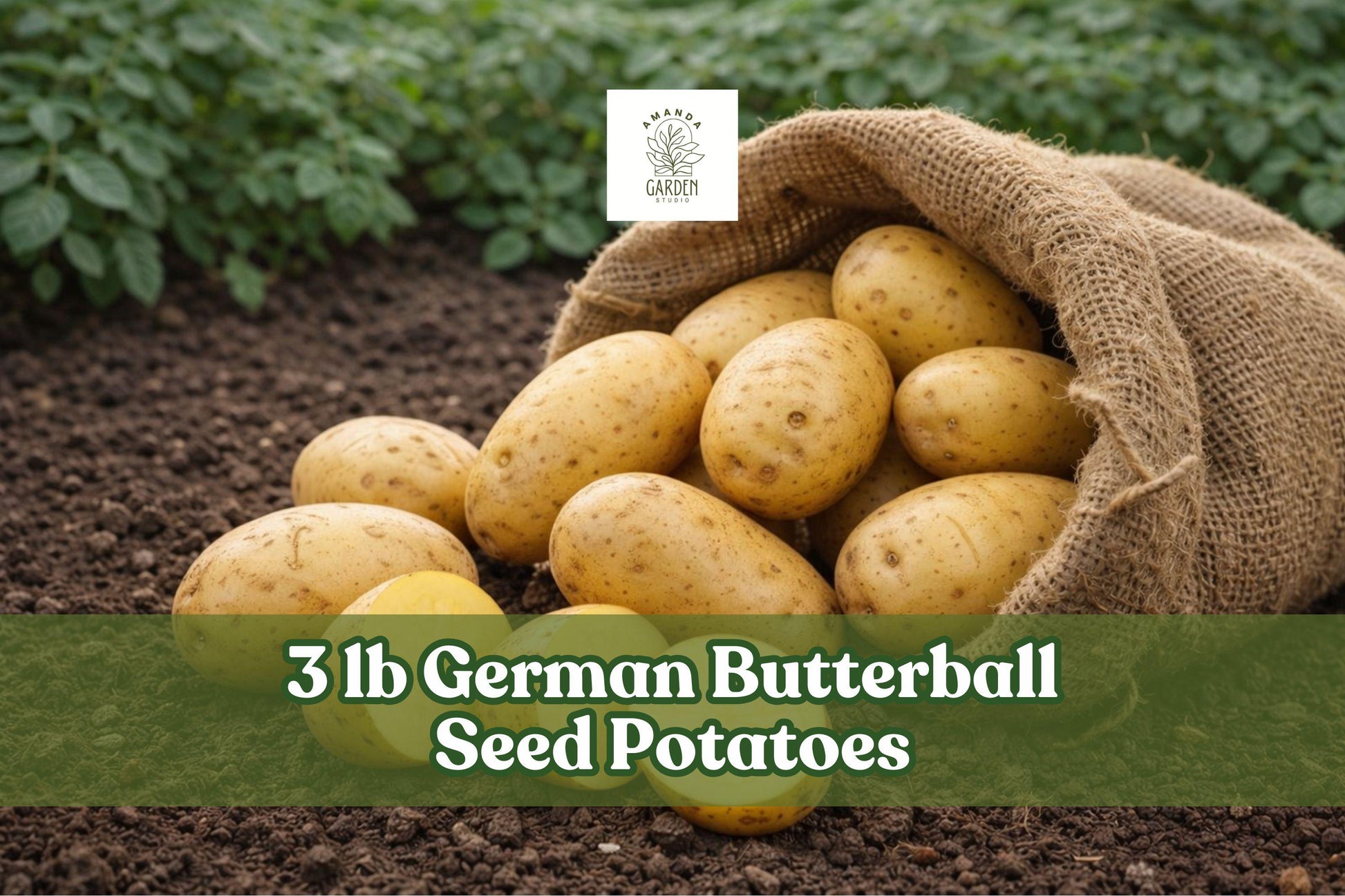 German Butterball Seed Potatoes – 3 lb Yellow Flesh Tuber Vegetable for Garden, Raised Bed & Container Growing
