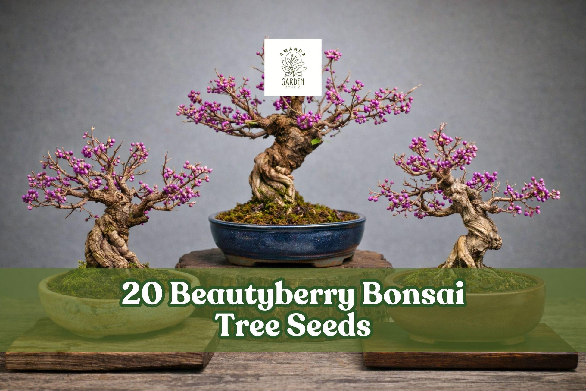 Beautyberry Seeds – Callicarpa americana – Ornamental Berry Shrub for Bonsai & Garden Planting – 20 Seeds