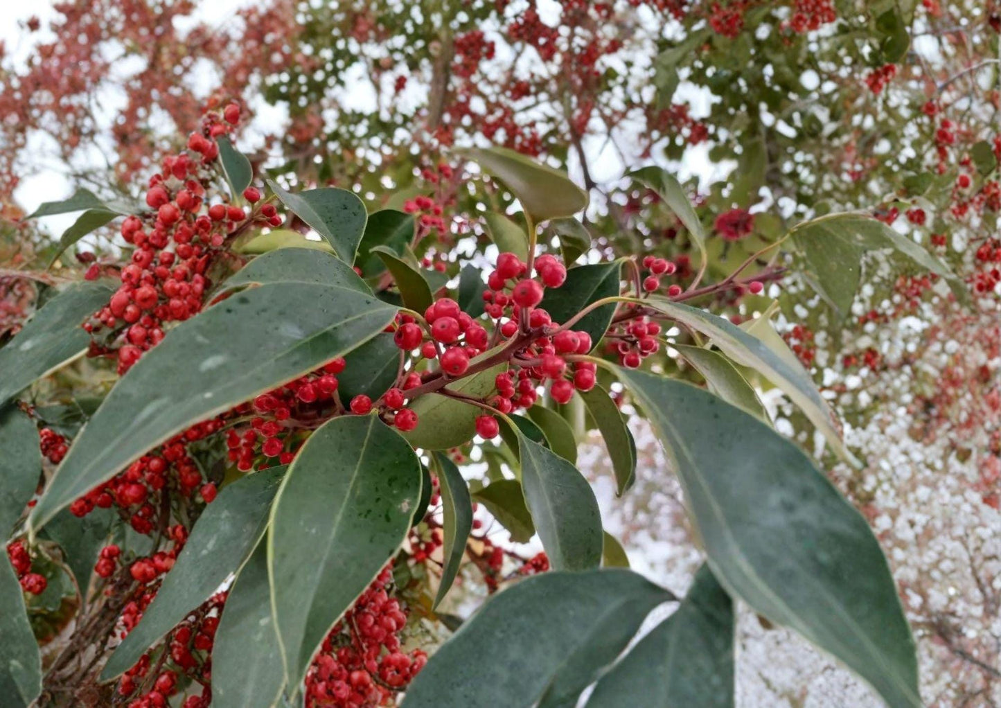 Kurogane Holly Seeds – Evergreen Ilex rotunda with Glossy Round Leaves & Red Berries, Ornamental Holly for Gardens & Landscaping
