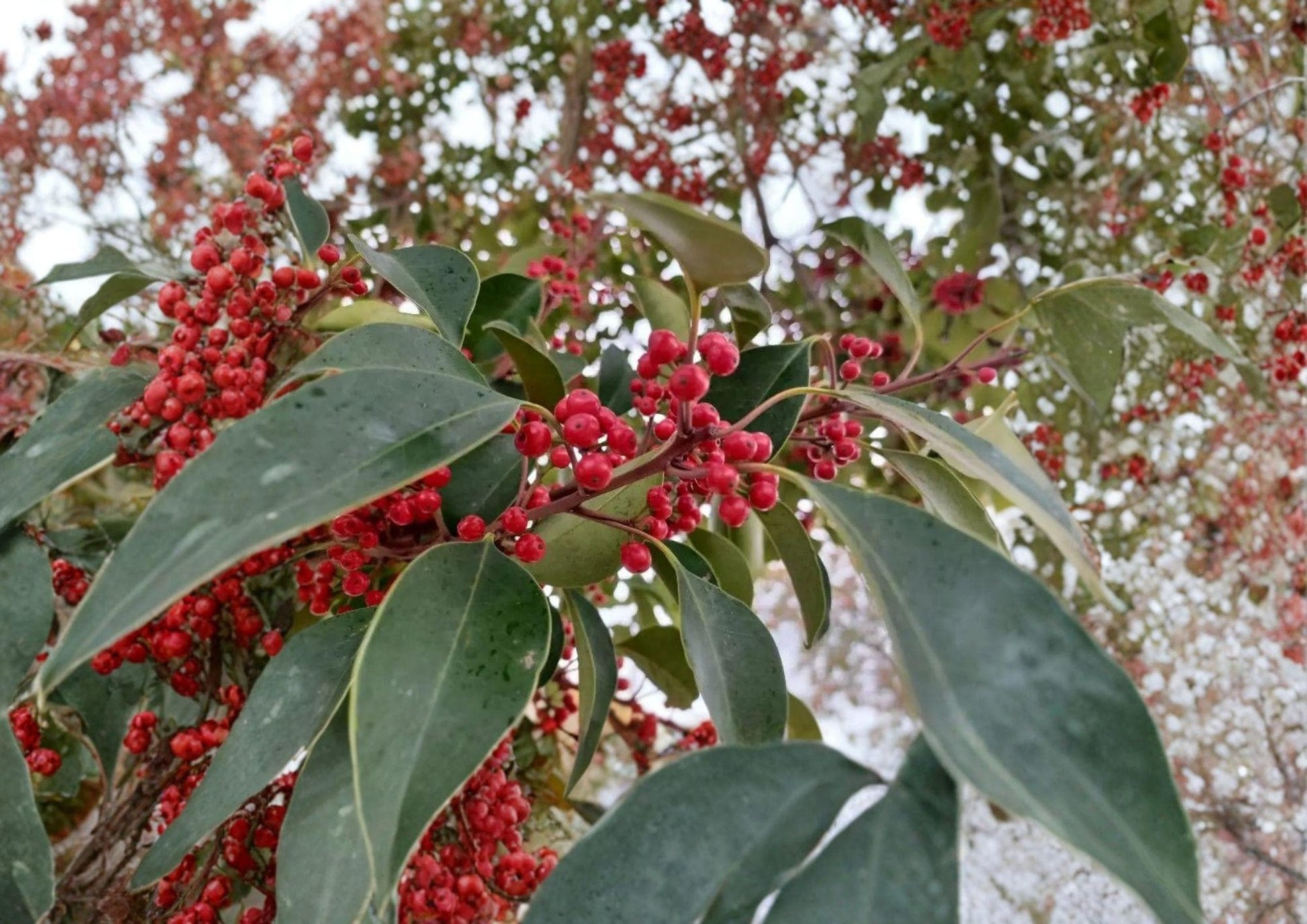 Kurogane Holly Seeds – Evergreen Ilex rotunda with Glossy Round Leaves & Red Berries, Ornamental Garden Tree