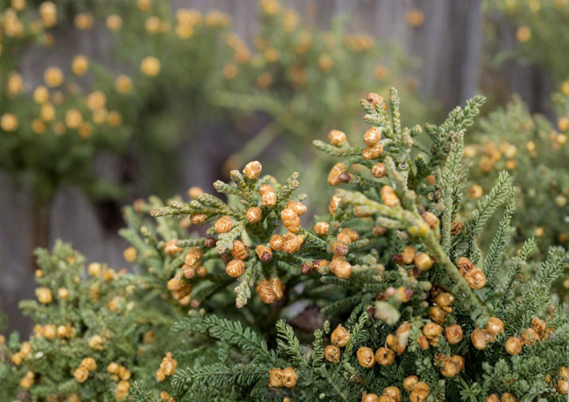 Rocky Mountain Juniper Seeds – Evergreen Conifer, Blue-Green Foliage, Drought Tolerant, Juniperus scopulorum