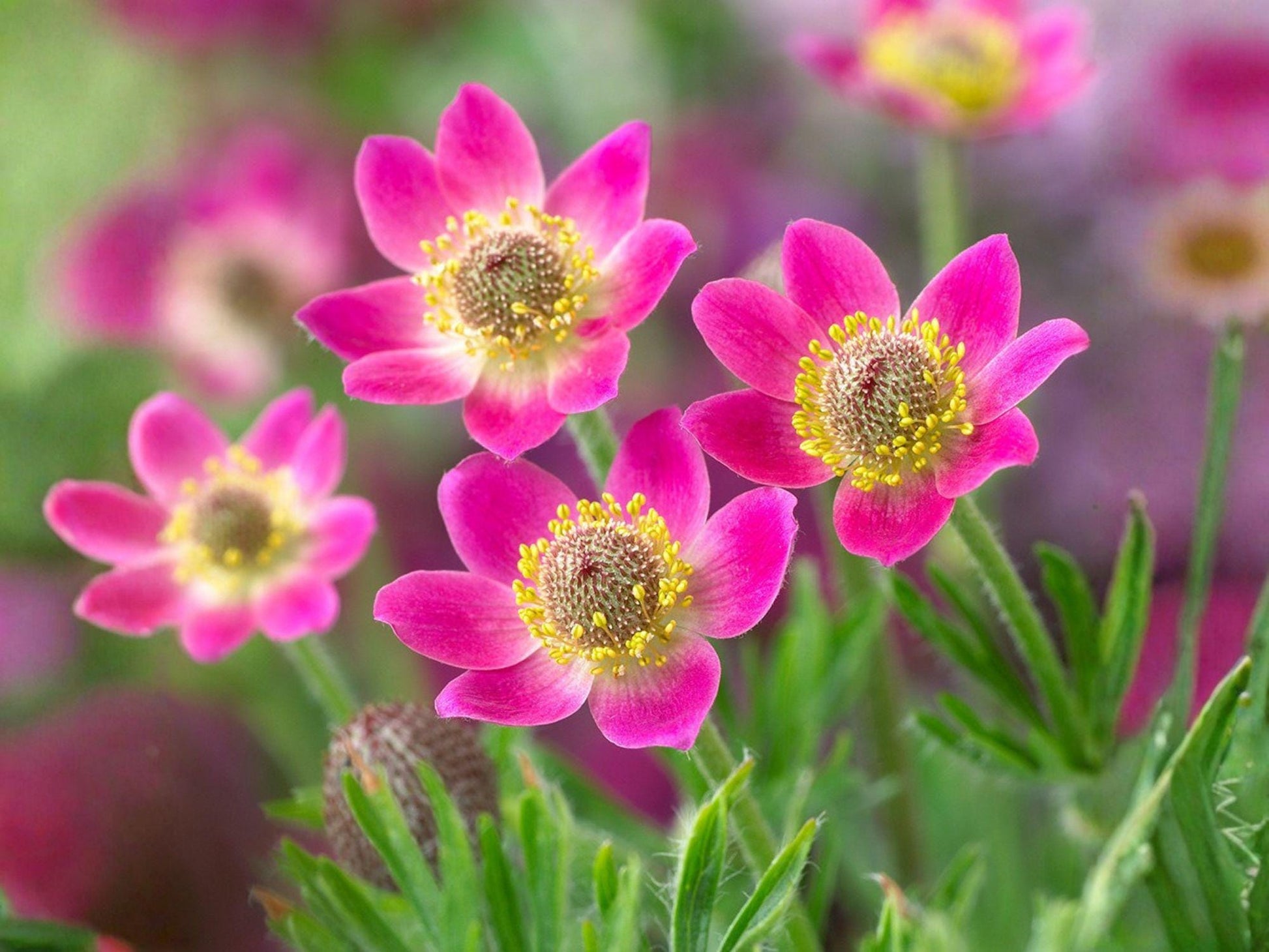 Anemone multifida Windflower Seeds – Heirloom Non-GMO Wildflower Garden Planting, Pollinator-Friendly, Perennial Seeds