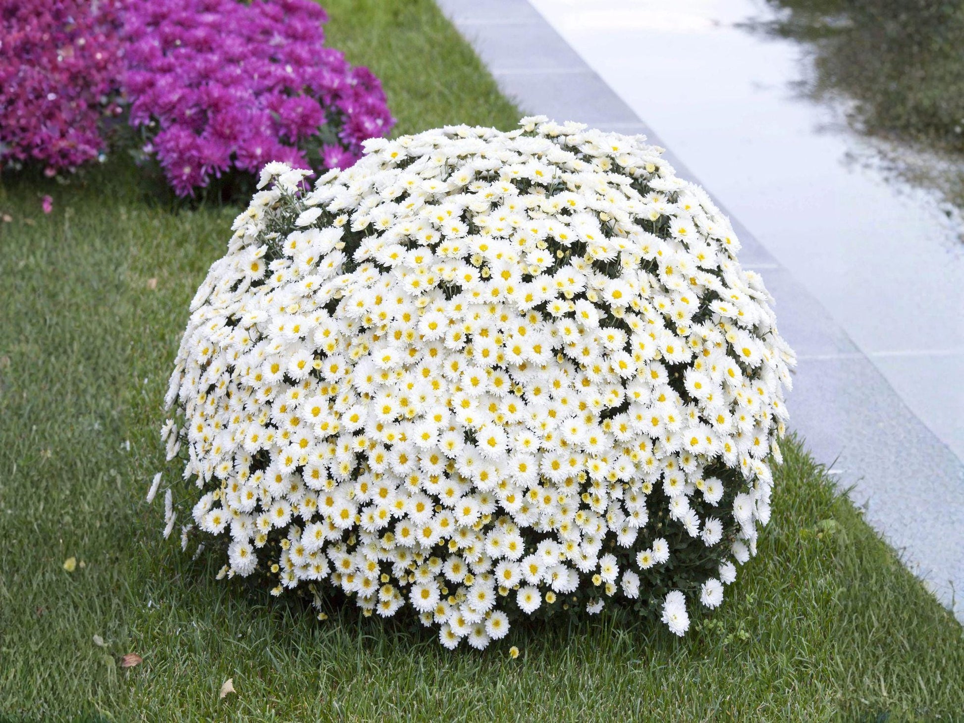 Creeping Daisy Seeds, Ground Cover, Heirloom Non-GMO Flower, Chrysanthemum paludosum, Cottage Garden, Border, Container Plant
