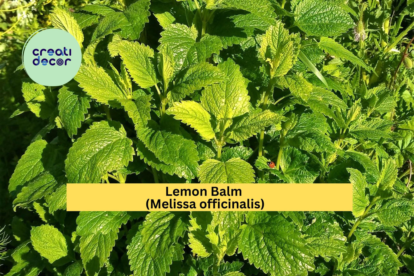 Lemon Balm Seeds, Melissa officinalis, Aromatic Herb, Culinary Garden Seeds, 100 Count