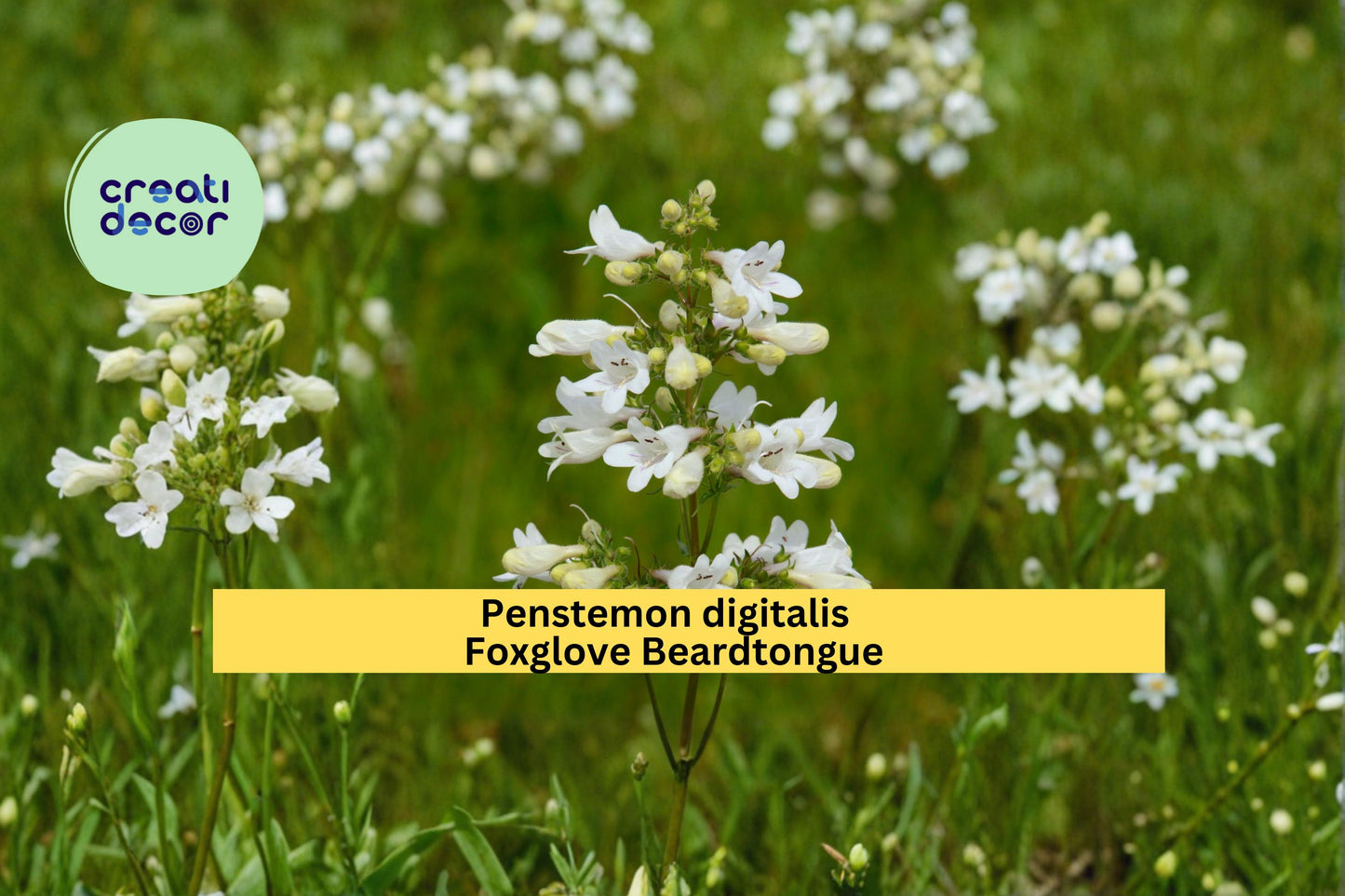 Foxglove Beardtongue Seeds, Penstemon digitalis, Native Wildflower, White Tubular Blooms, Perennial Garden Plant, 100 Seeds